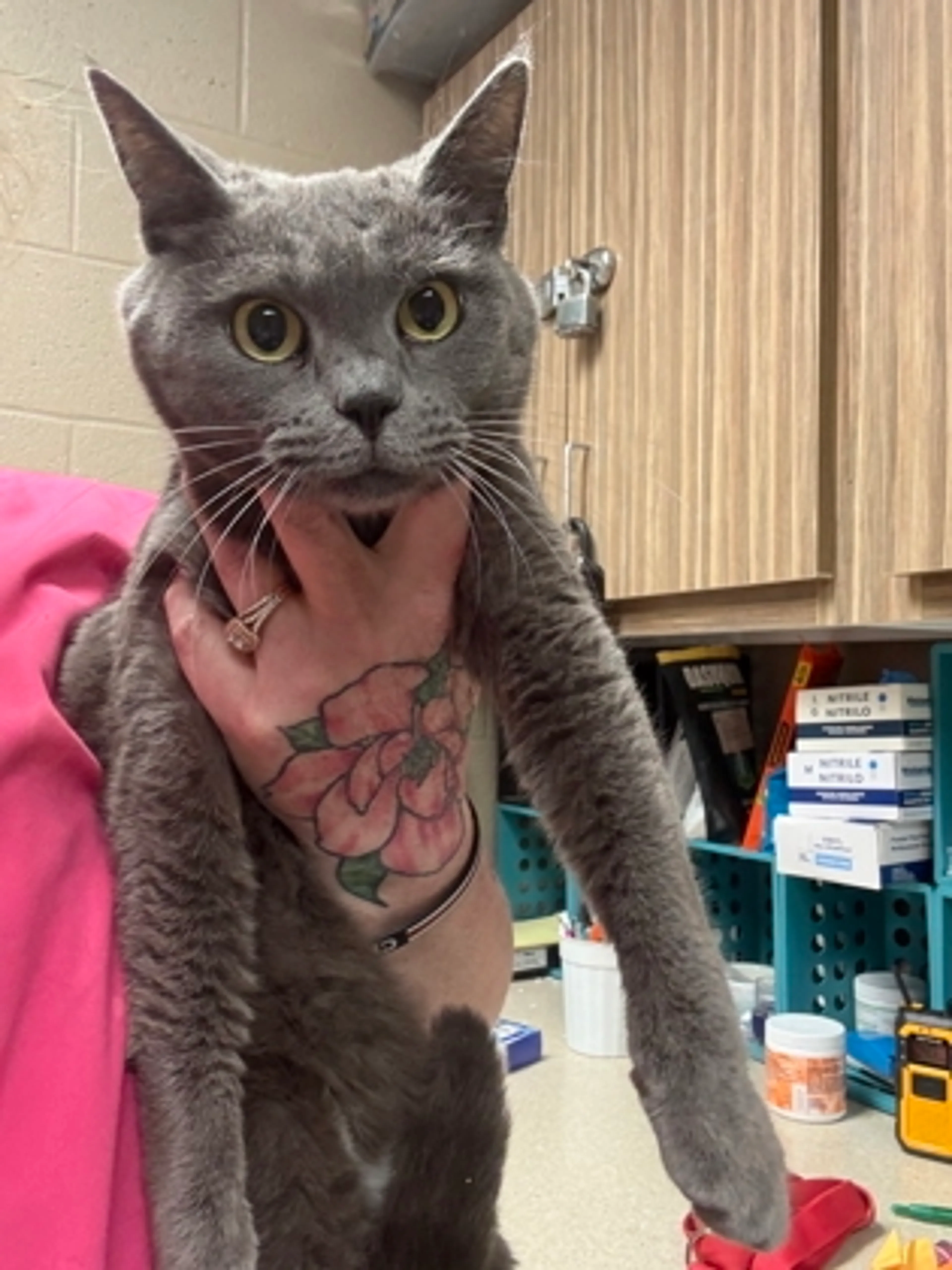 Found pet