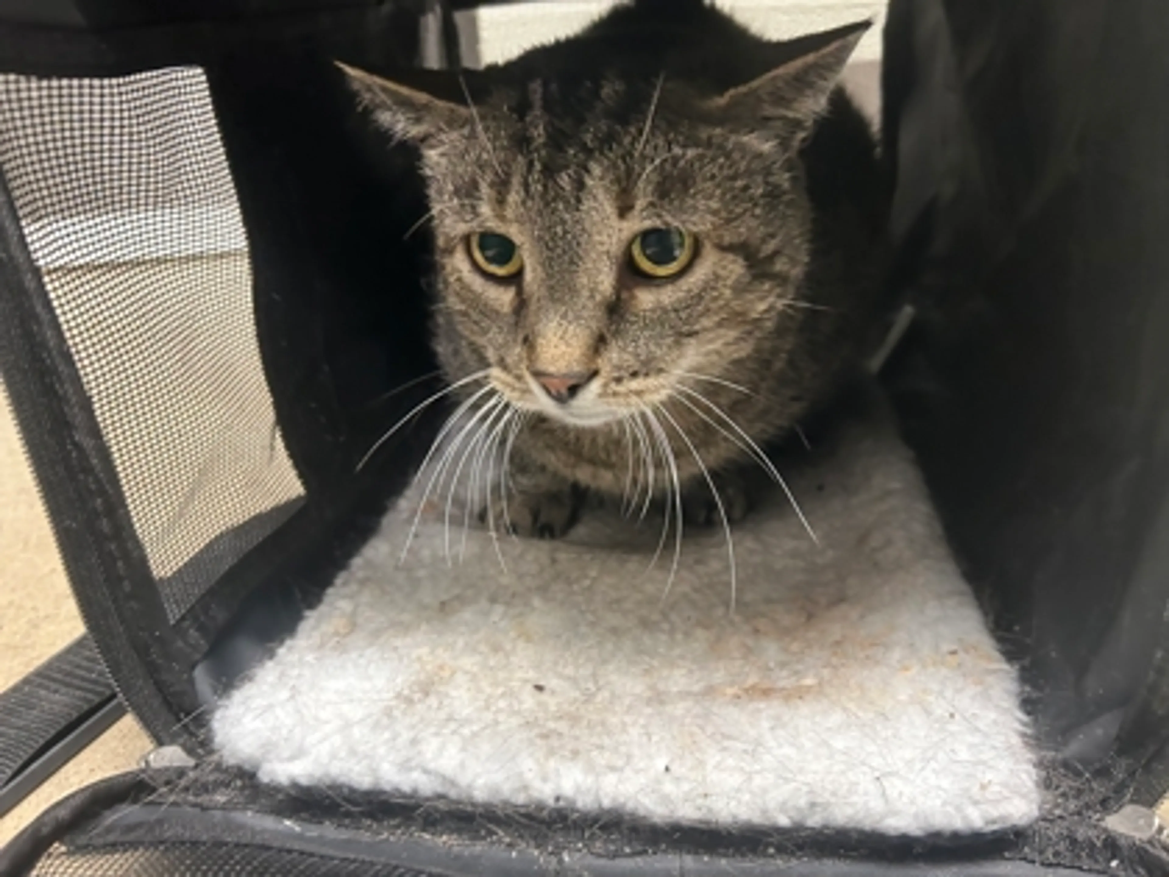 Found pet