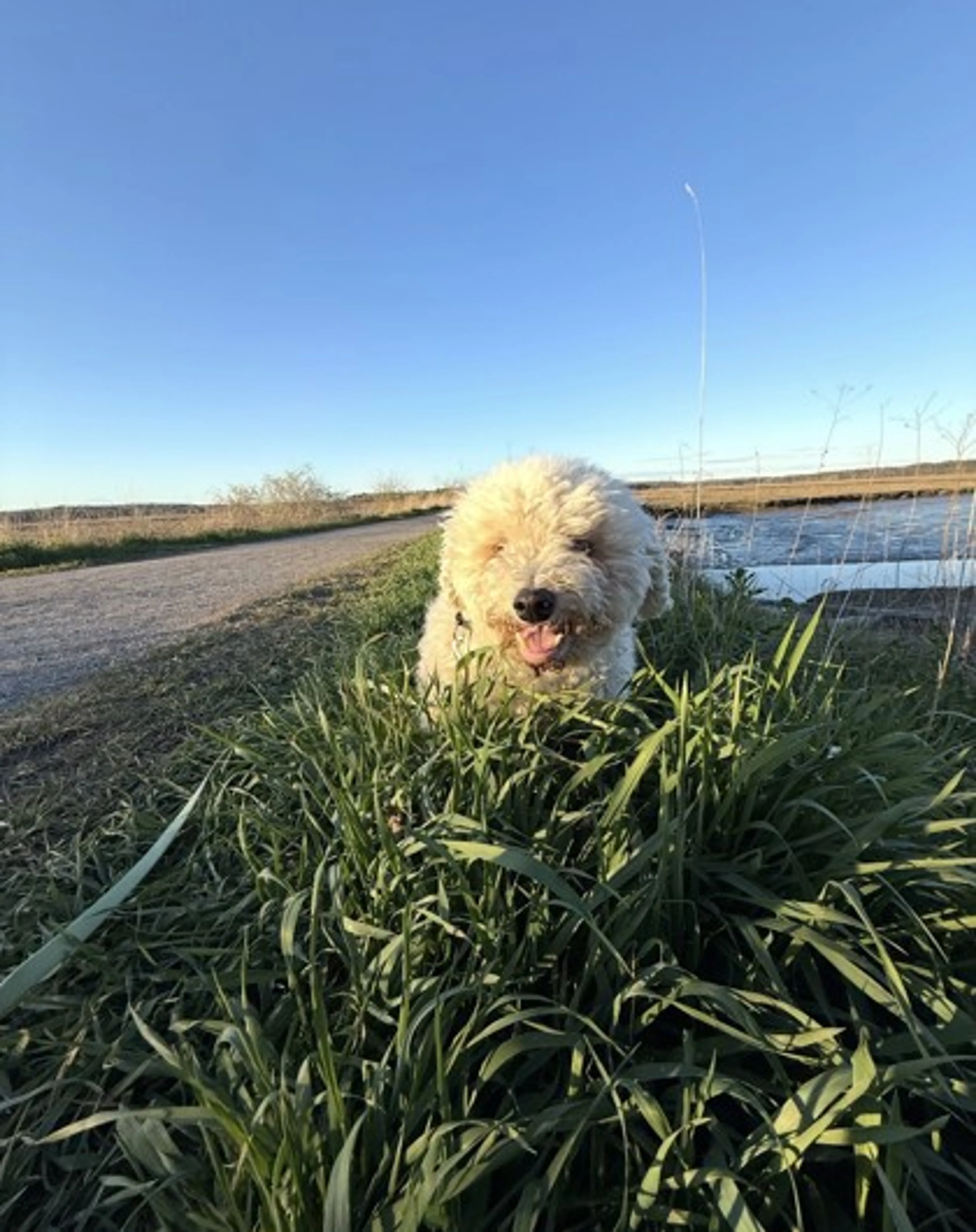 Found pet-0