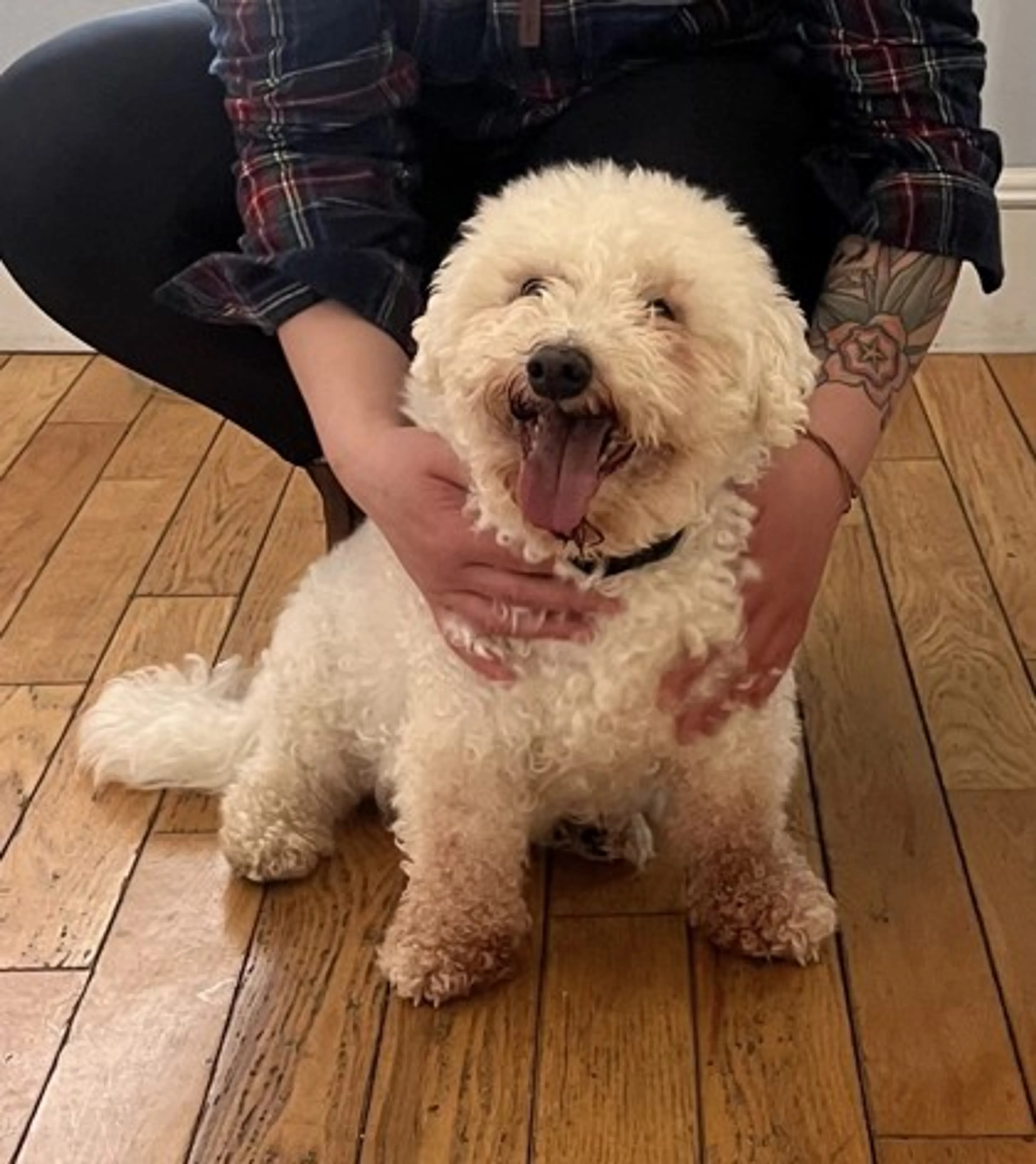 Found pet-1