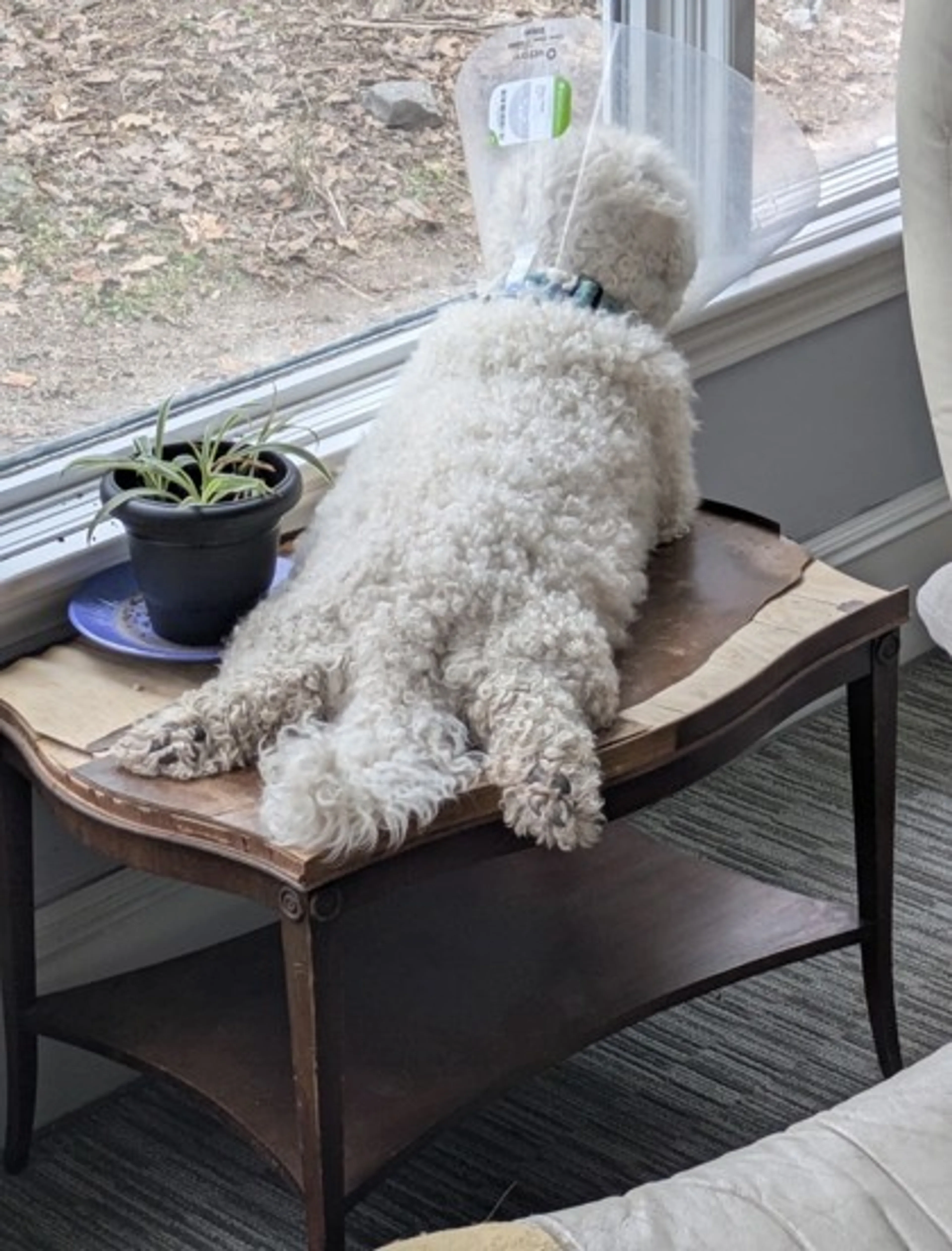 Found pet-2