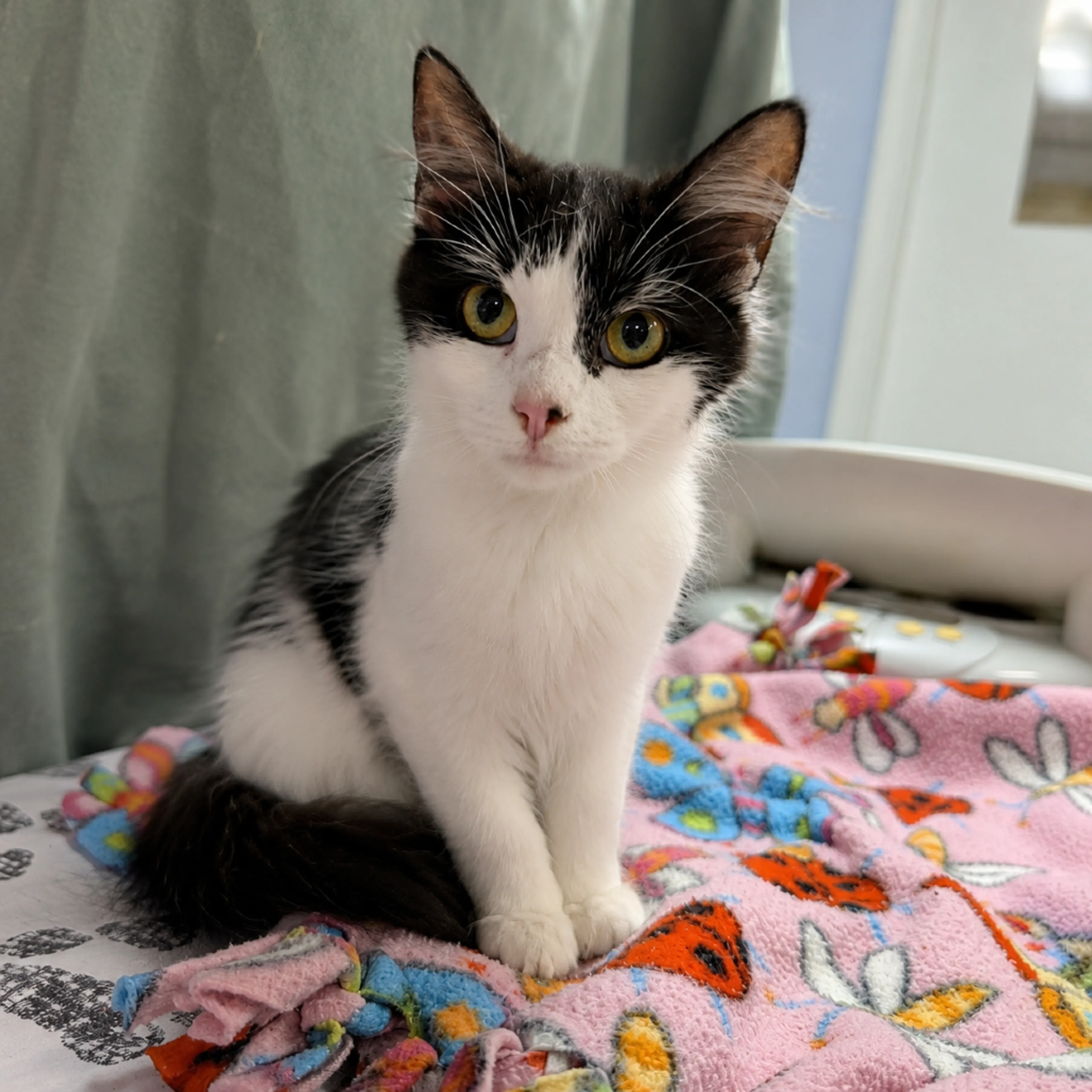 Found pet-4