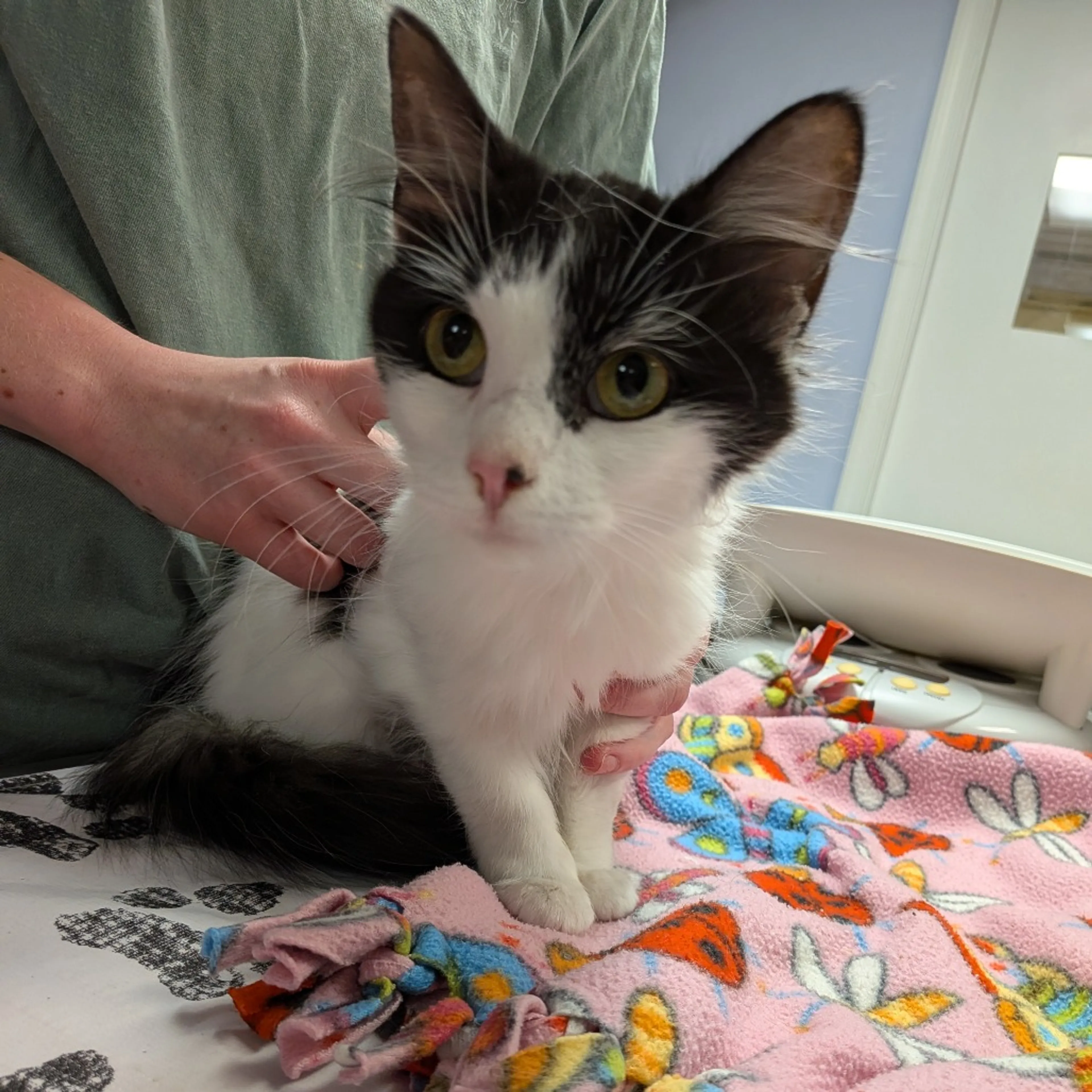 Found pet-3