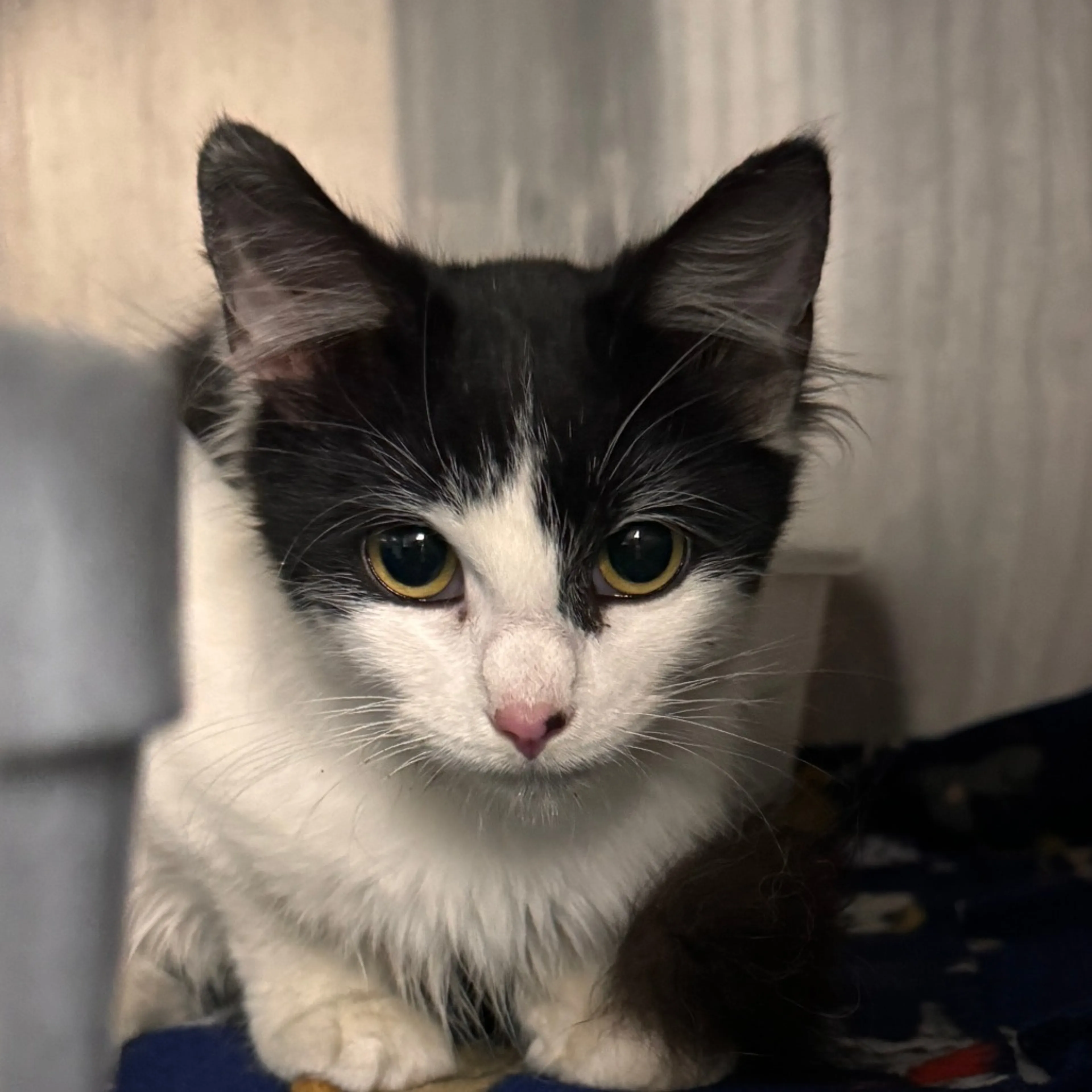 Found pet-1