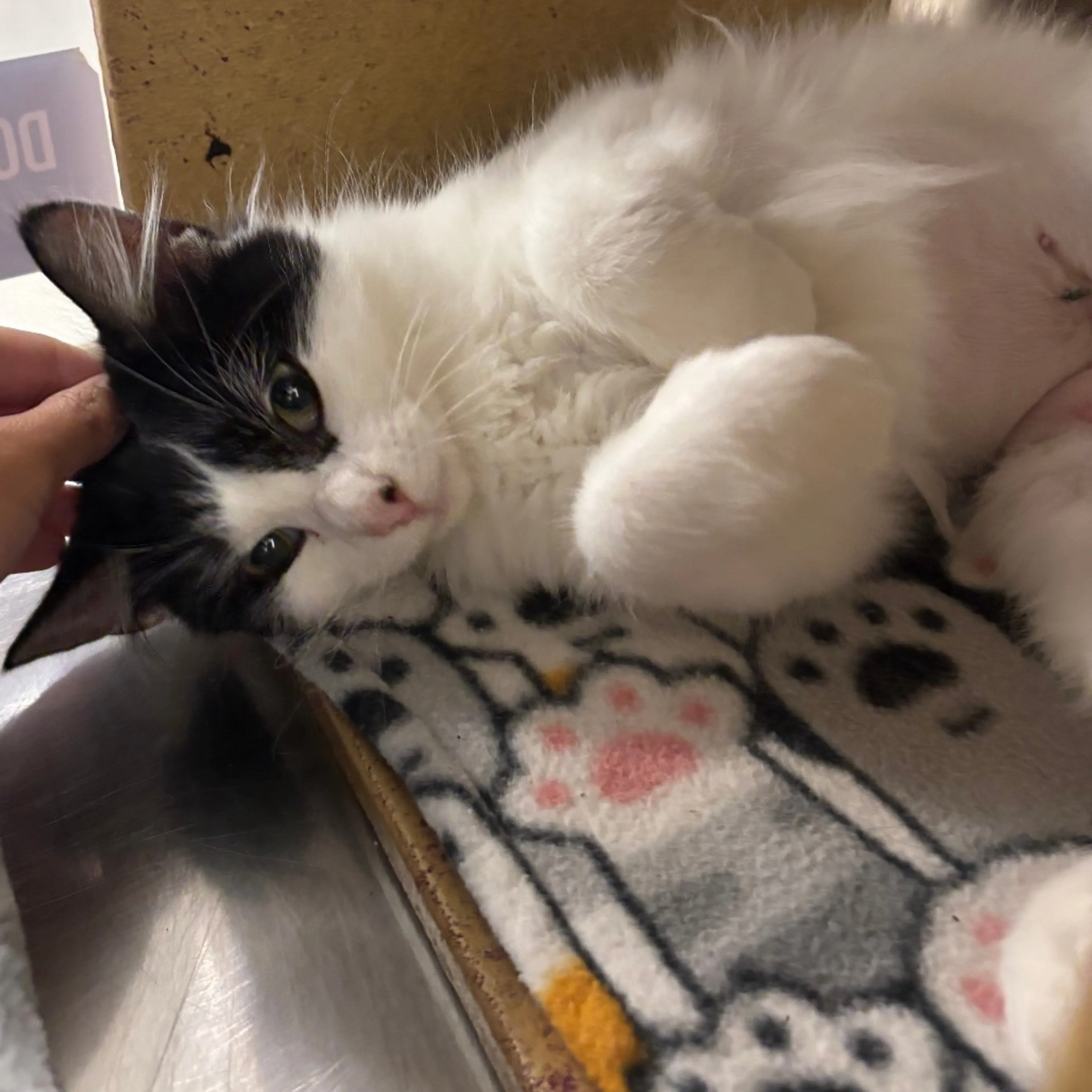 Found pet-5