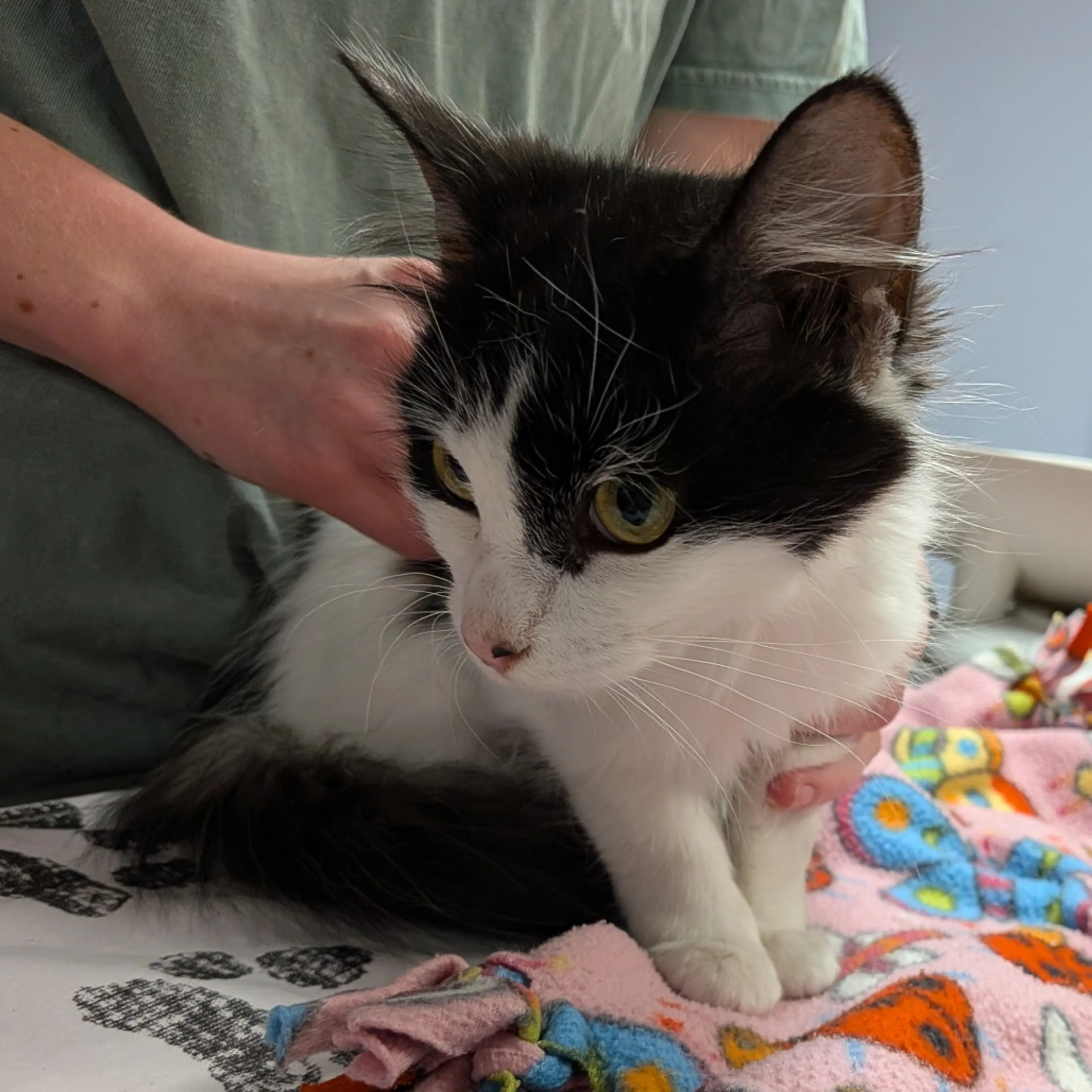 Found pet-2