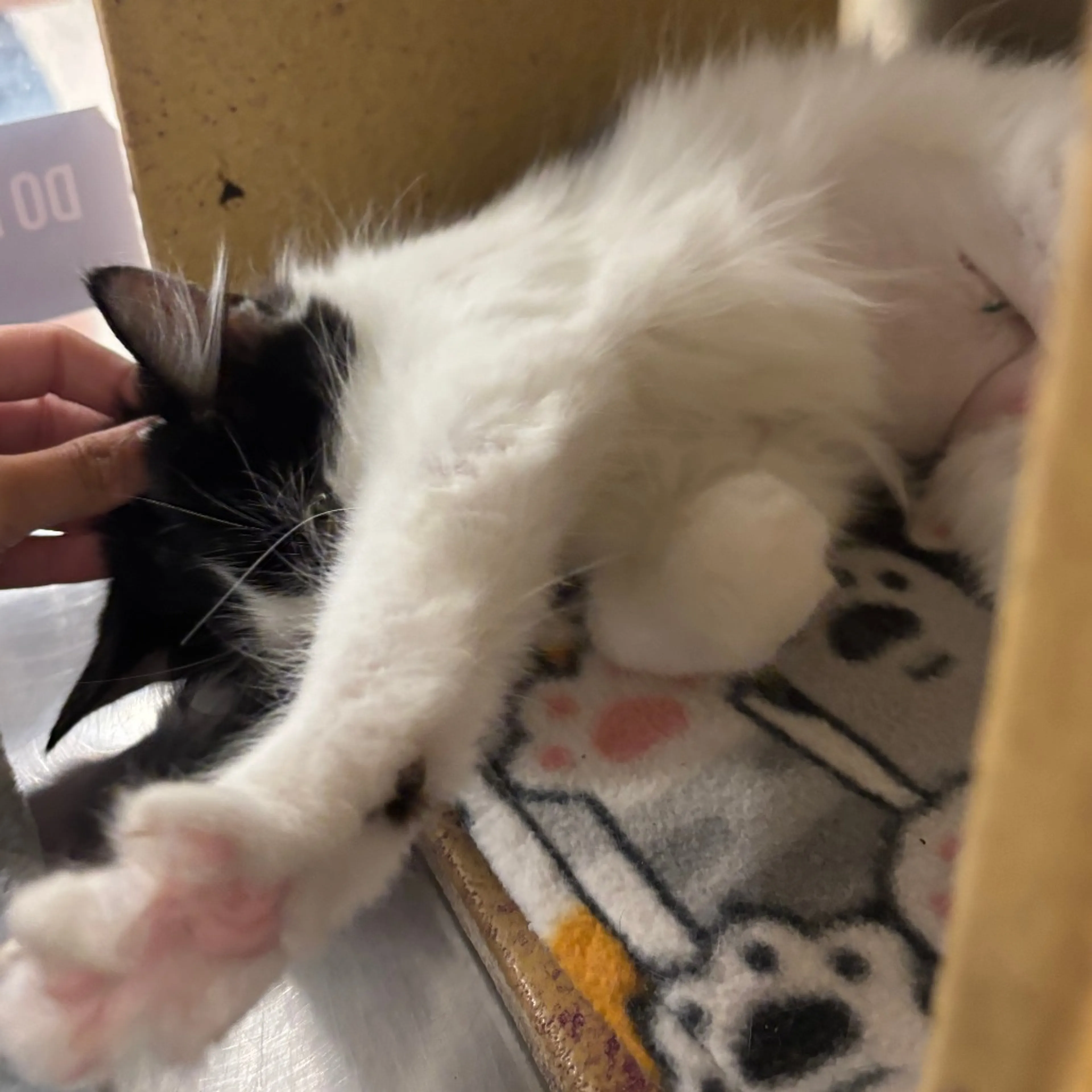 Found pet-6