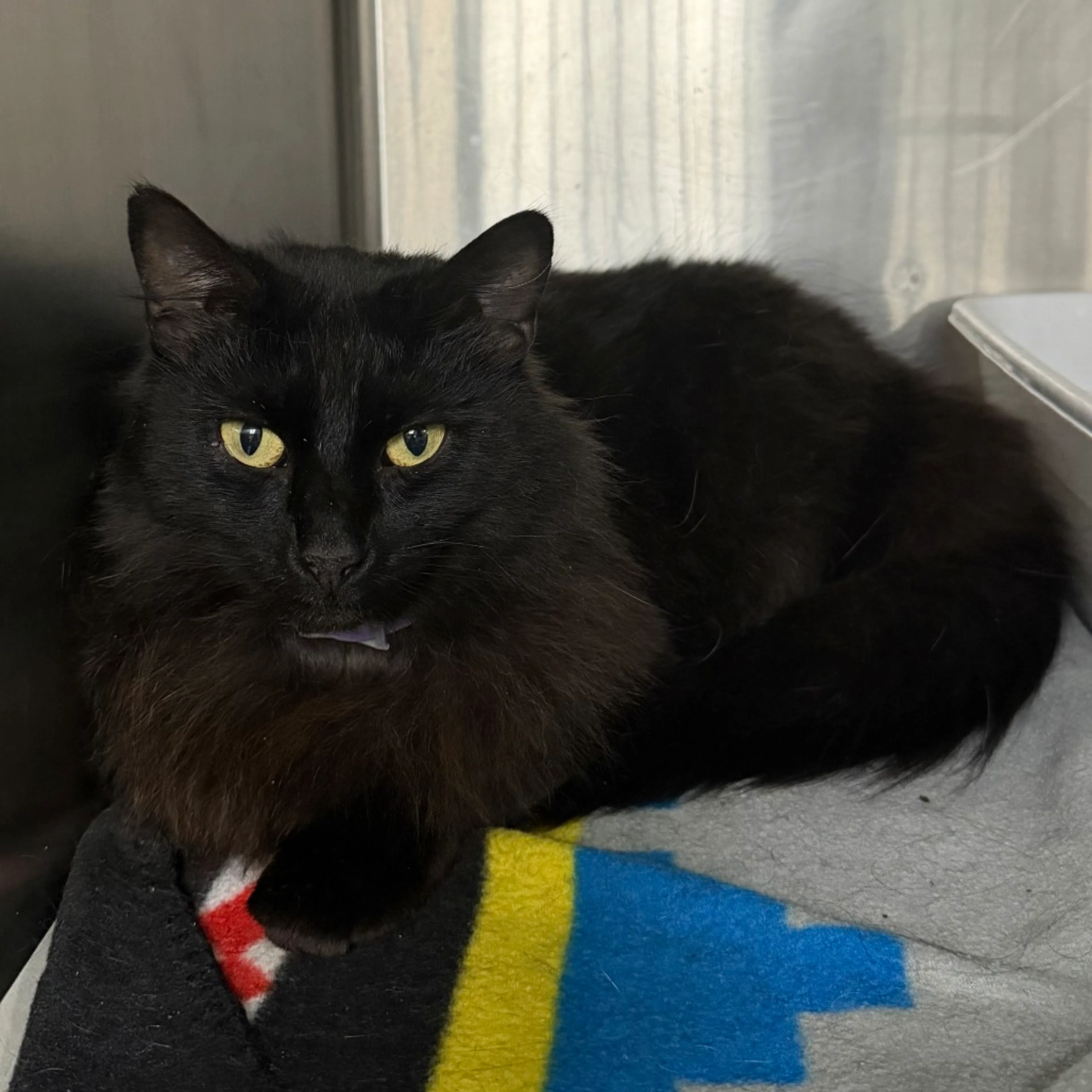 Found pet-2