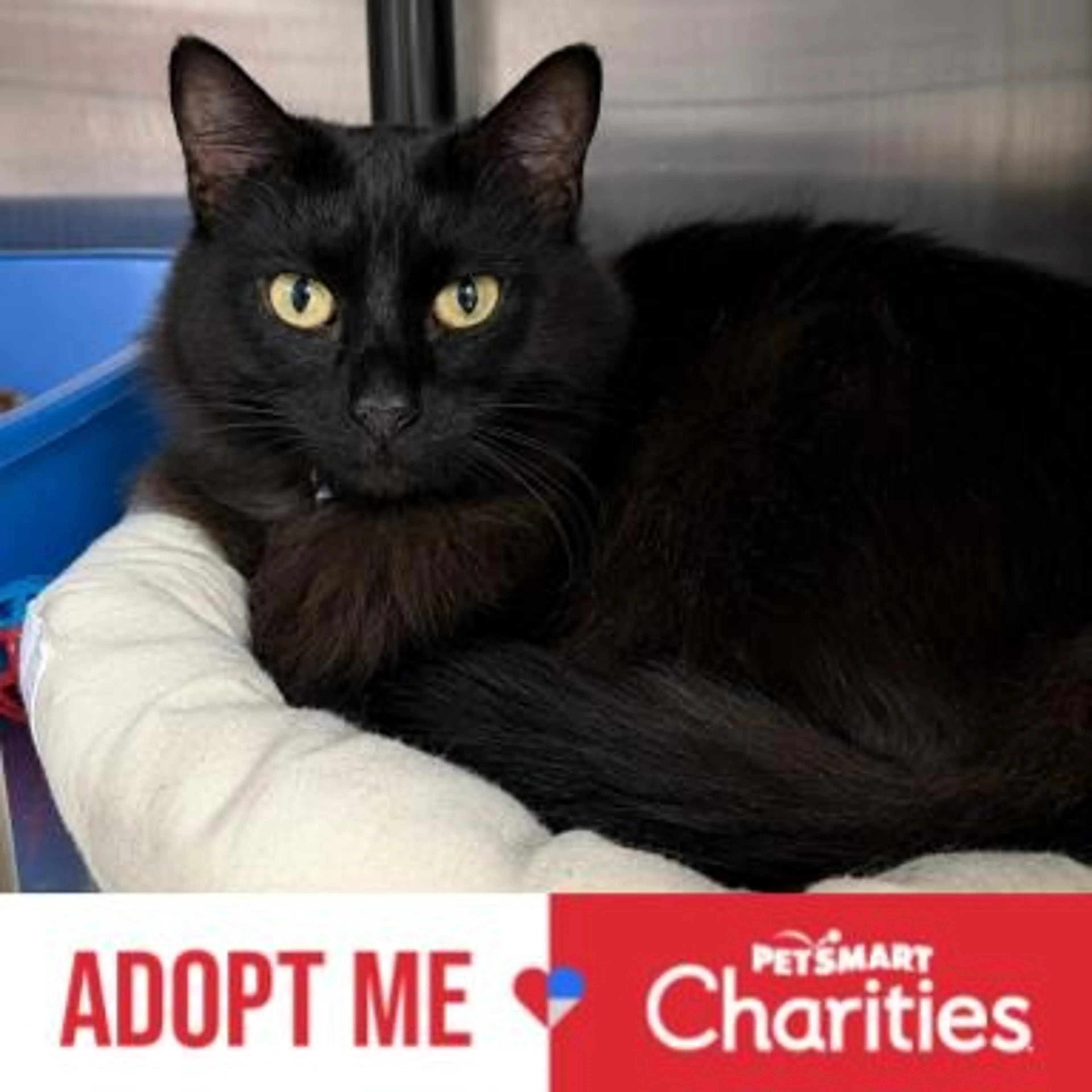 Found pet-0
