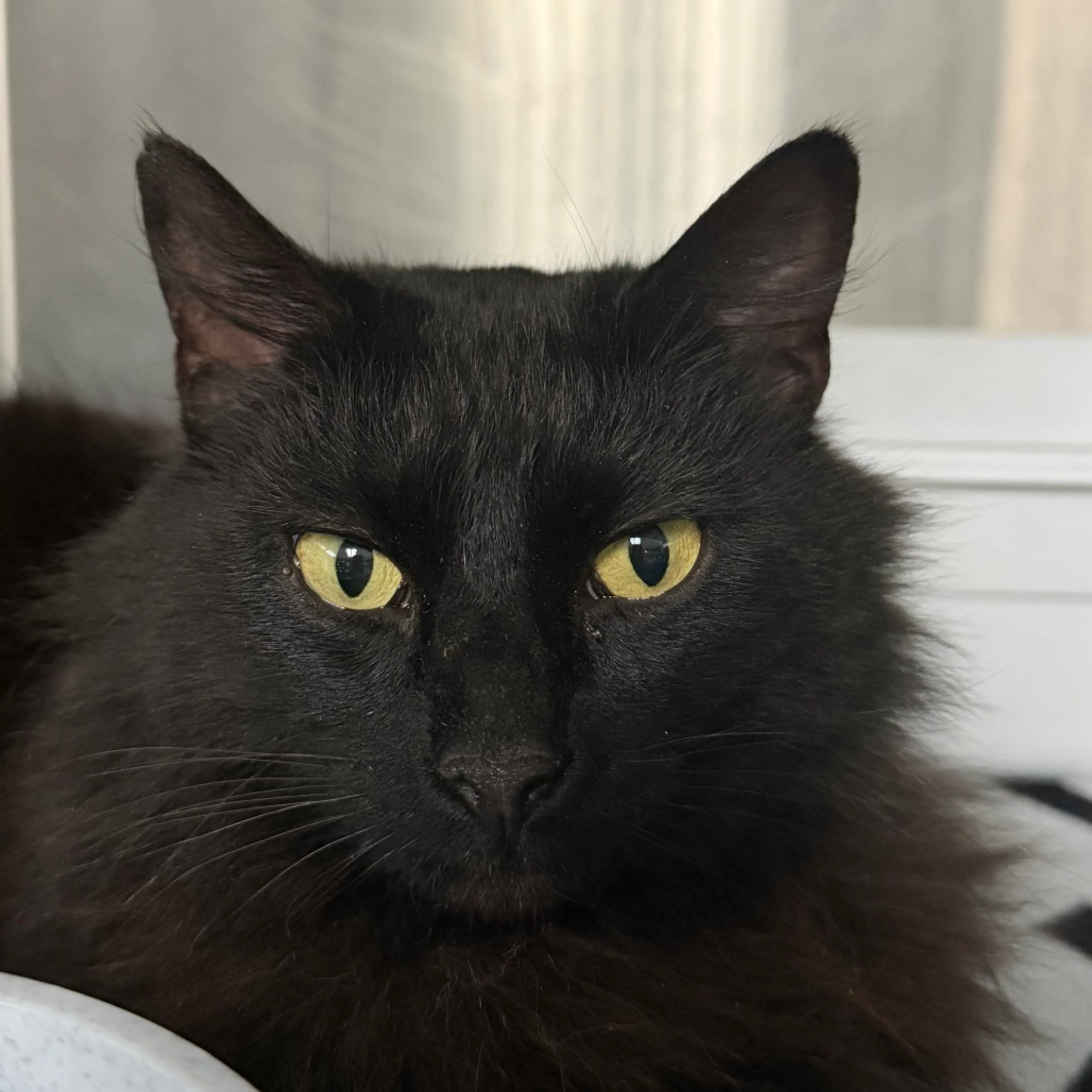 Found pet-1