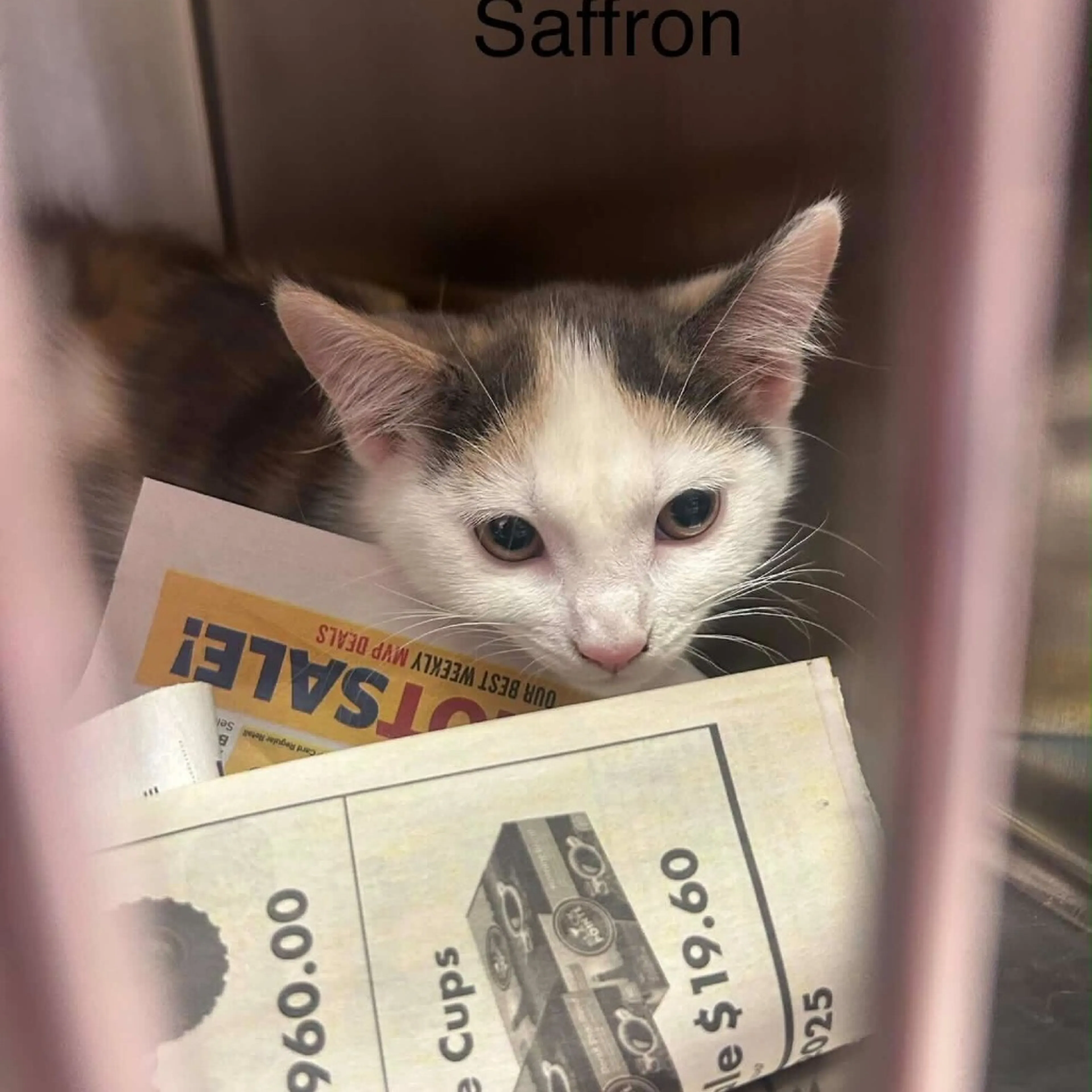 Found pet