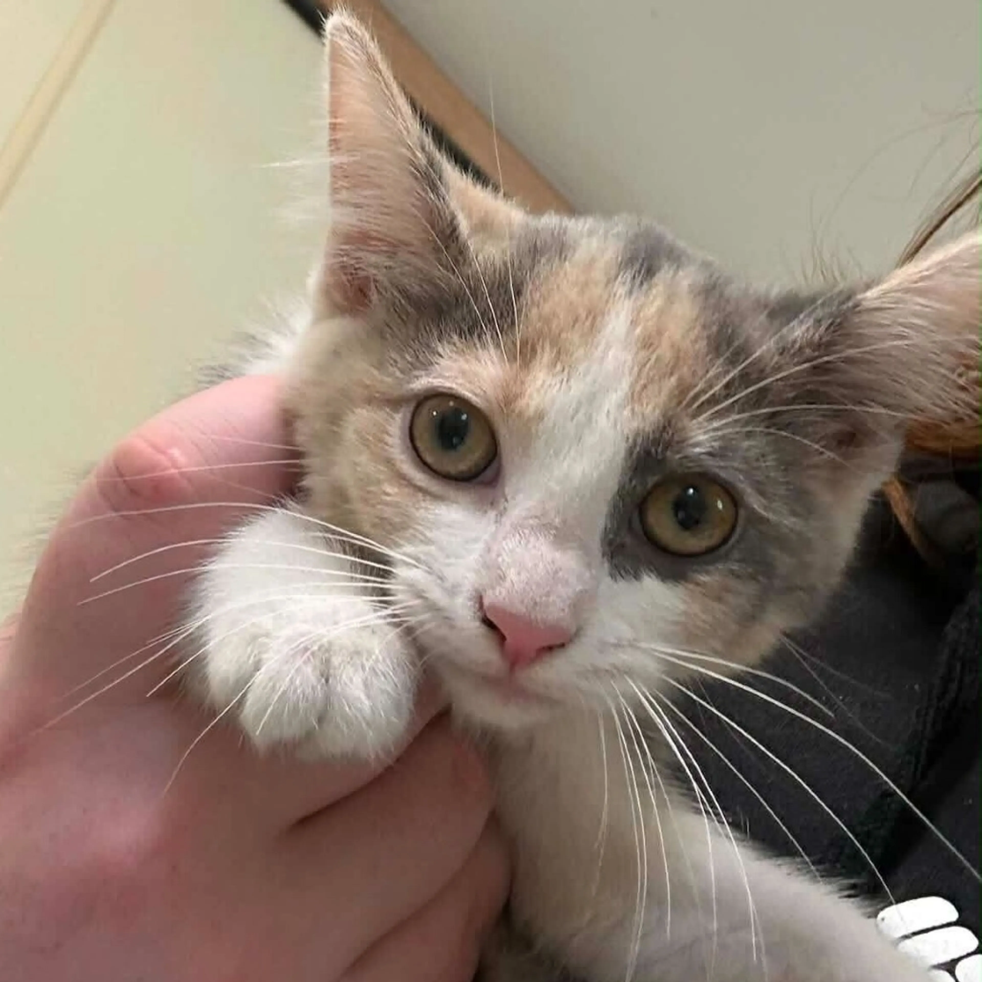 Found pet