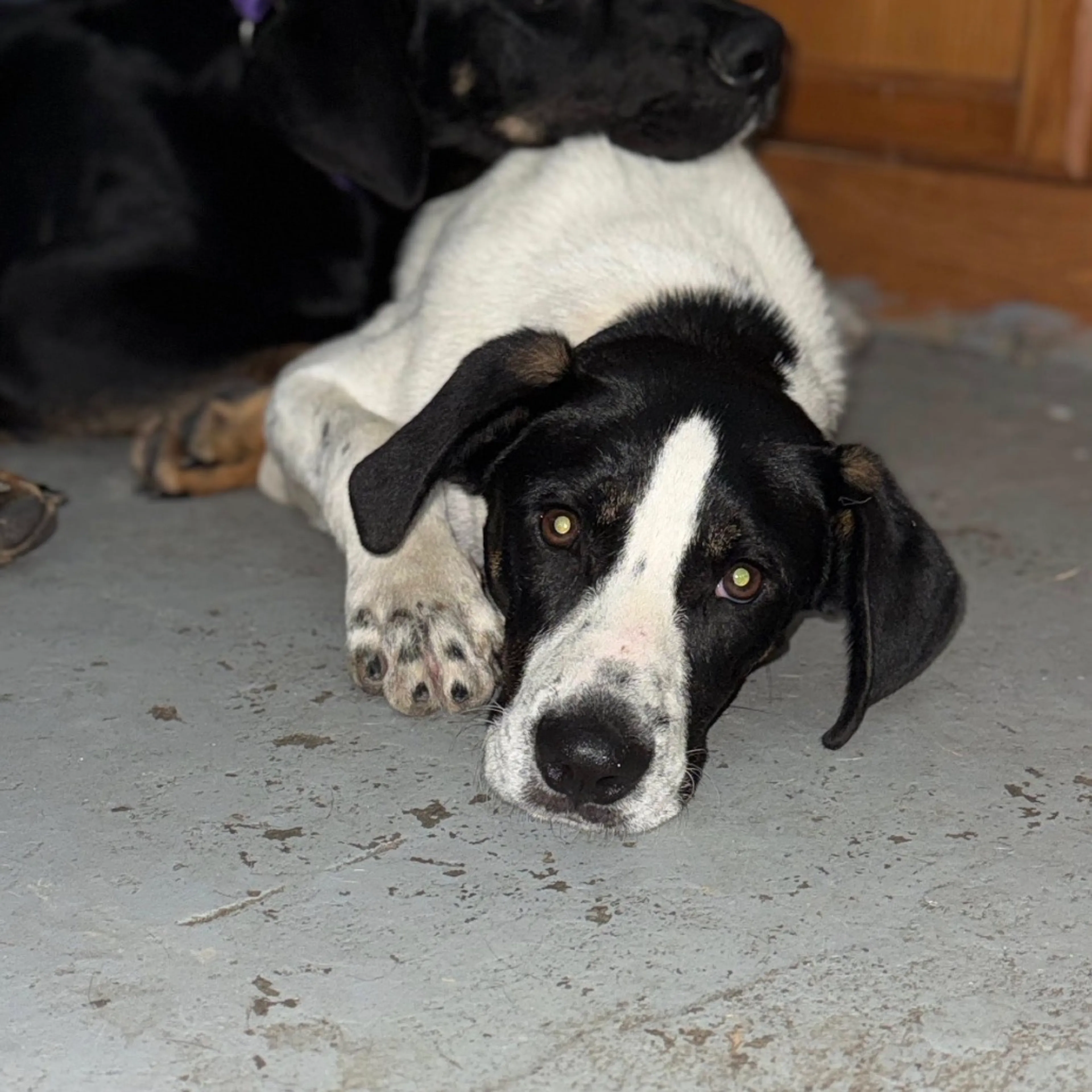 Found pet