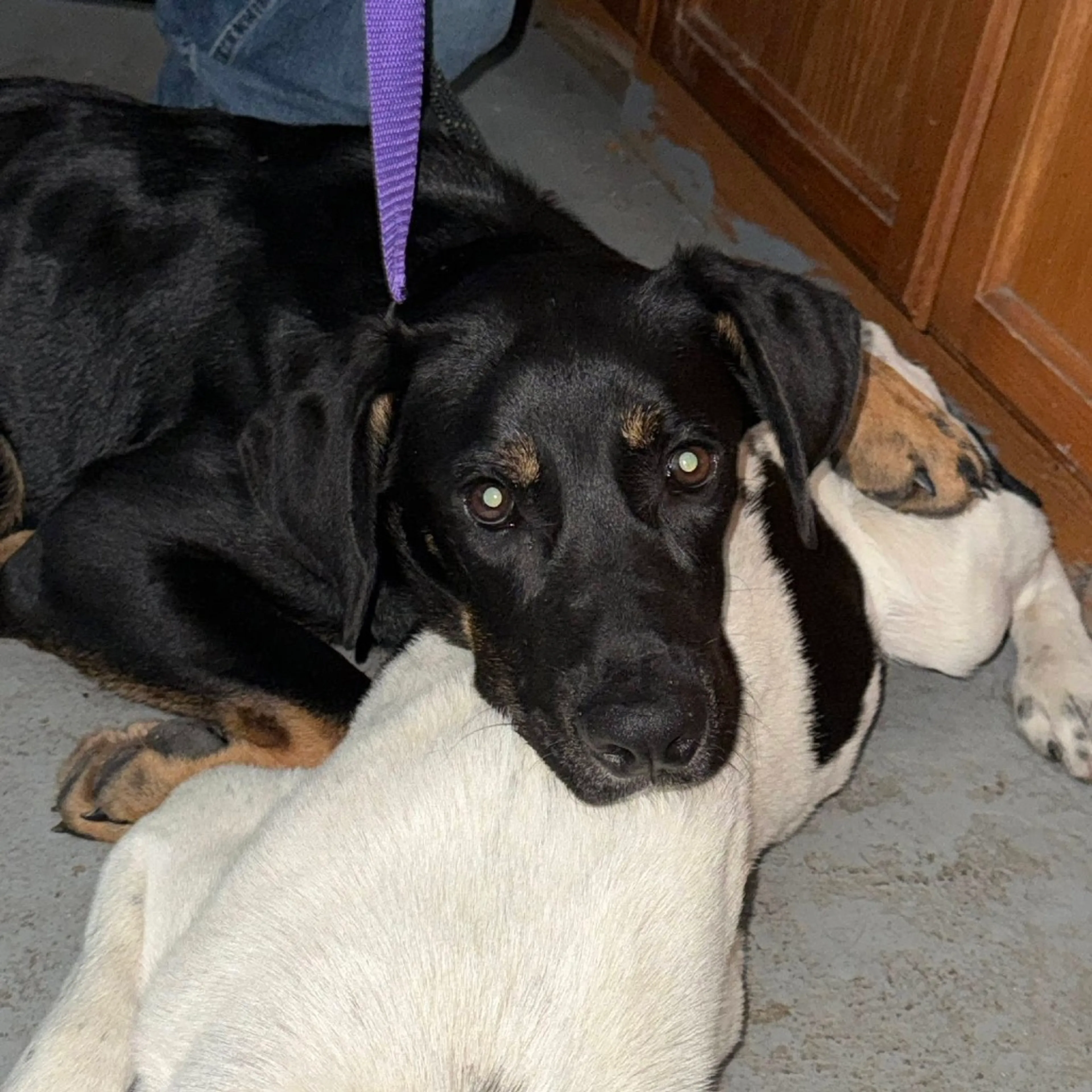 Found pet