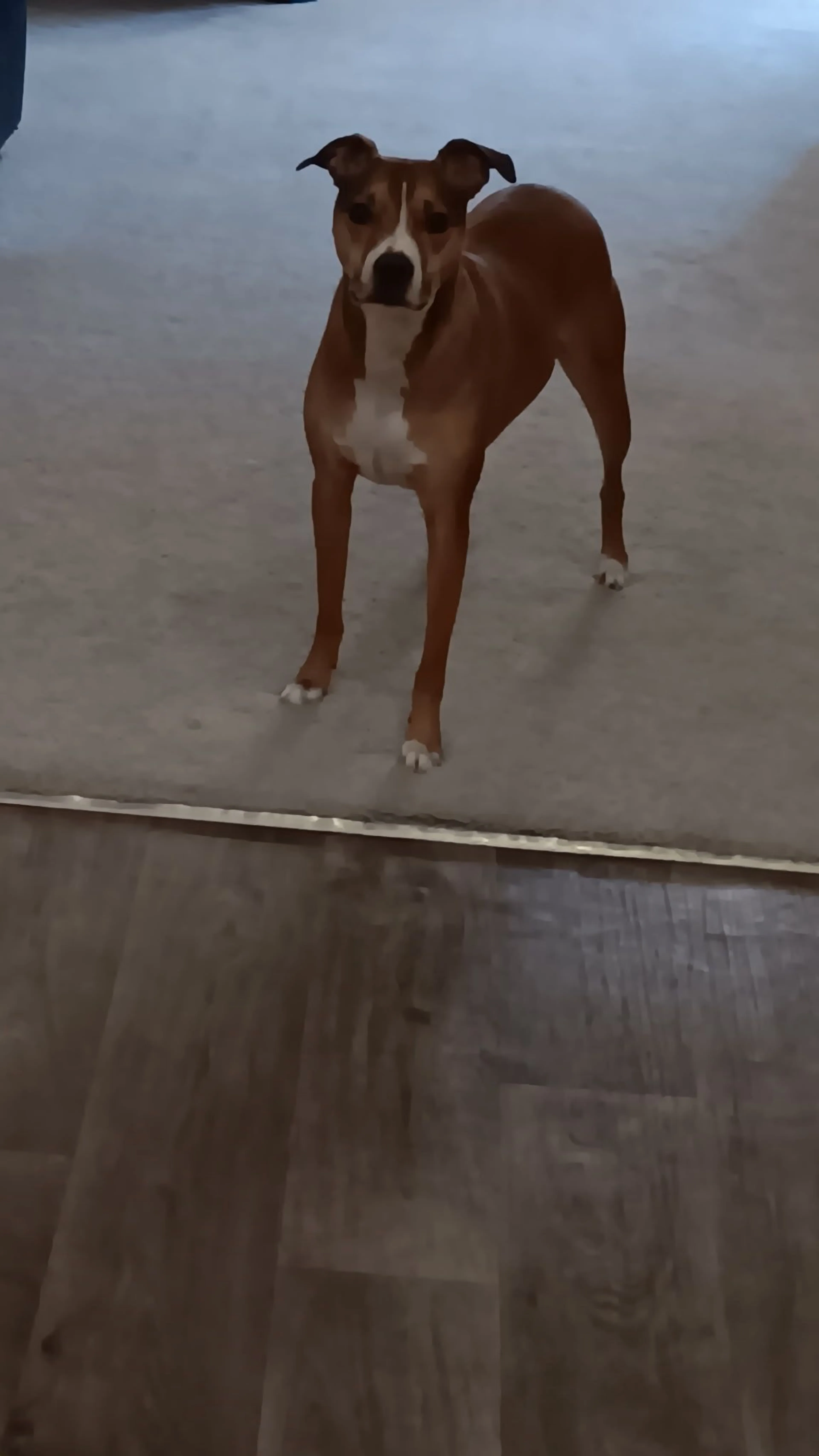Lost pet-0