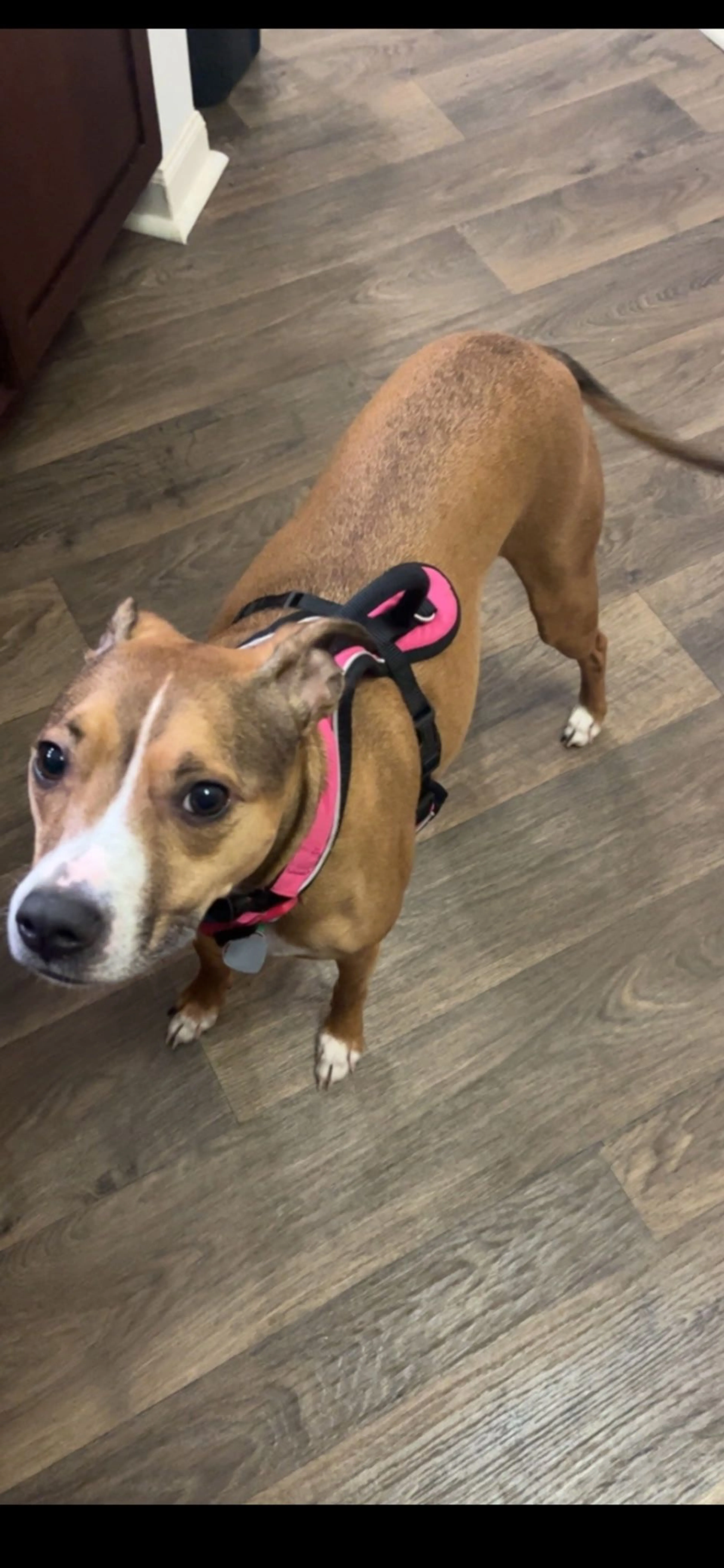Lost pet-3