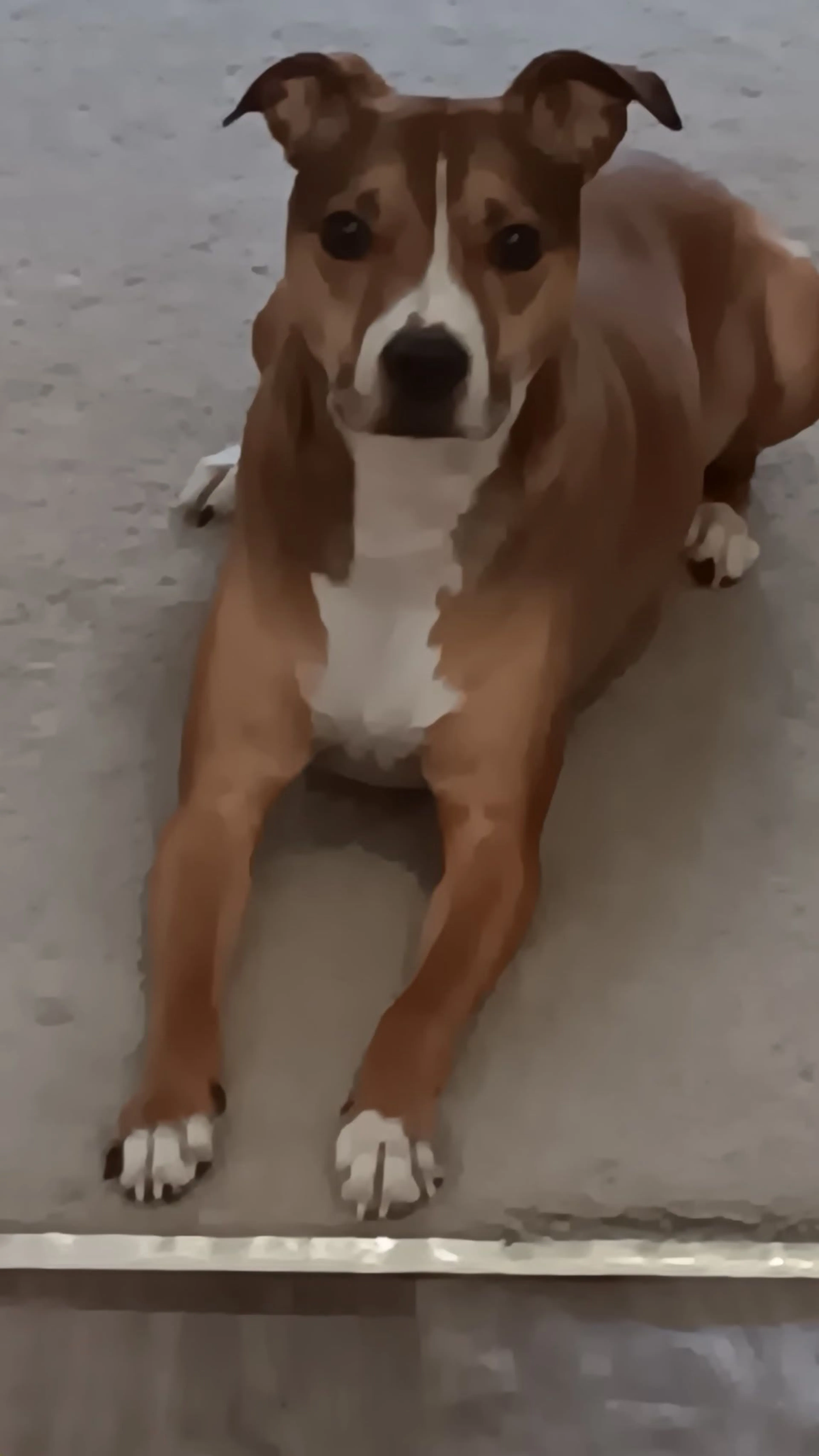 Lost pet-1