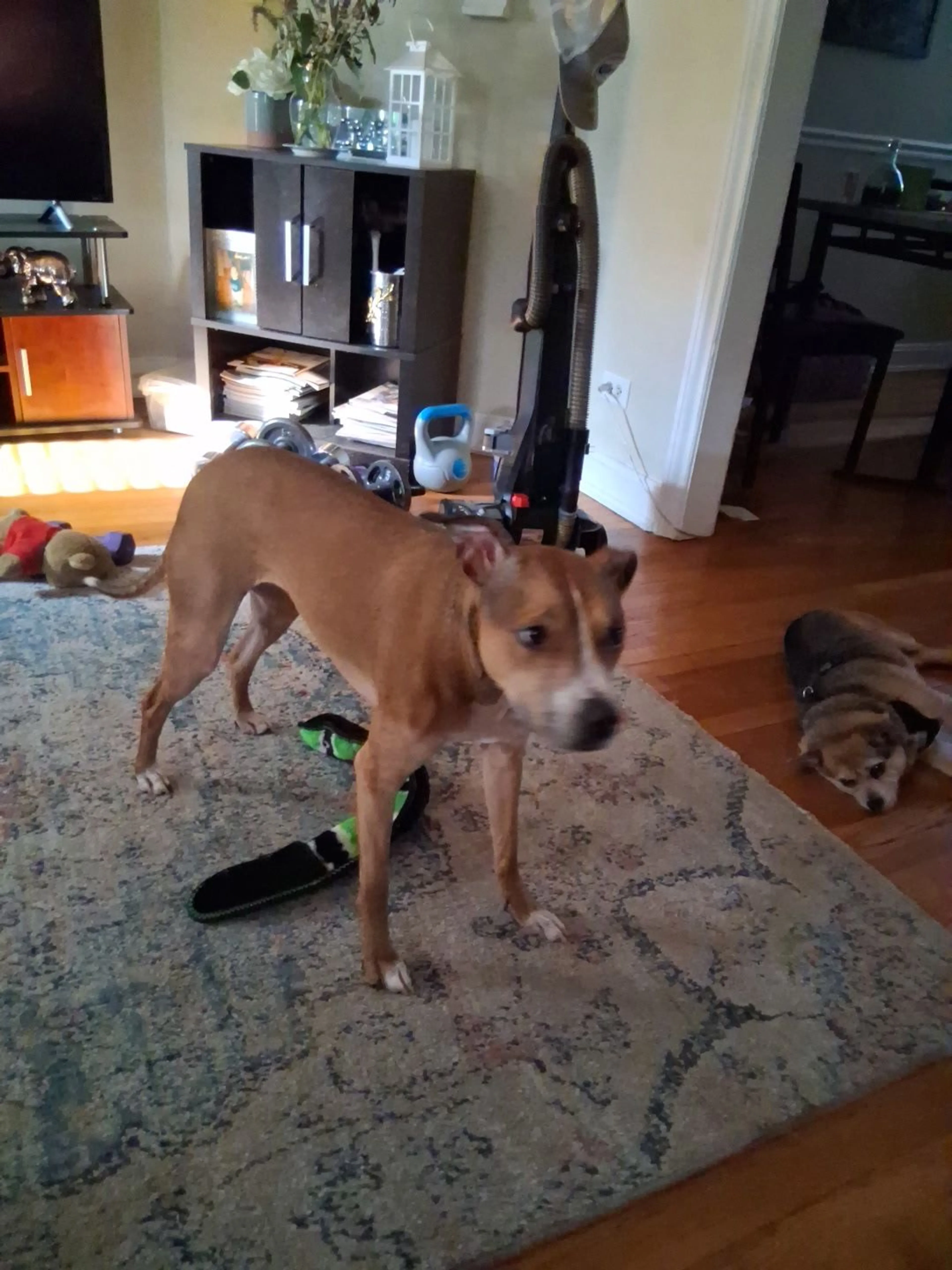 Lost pet-2