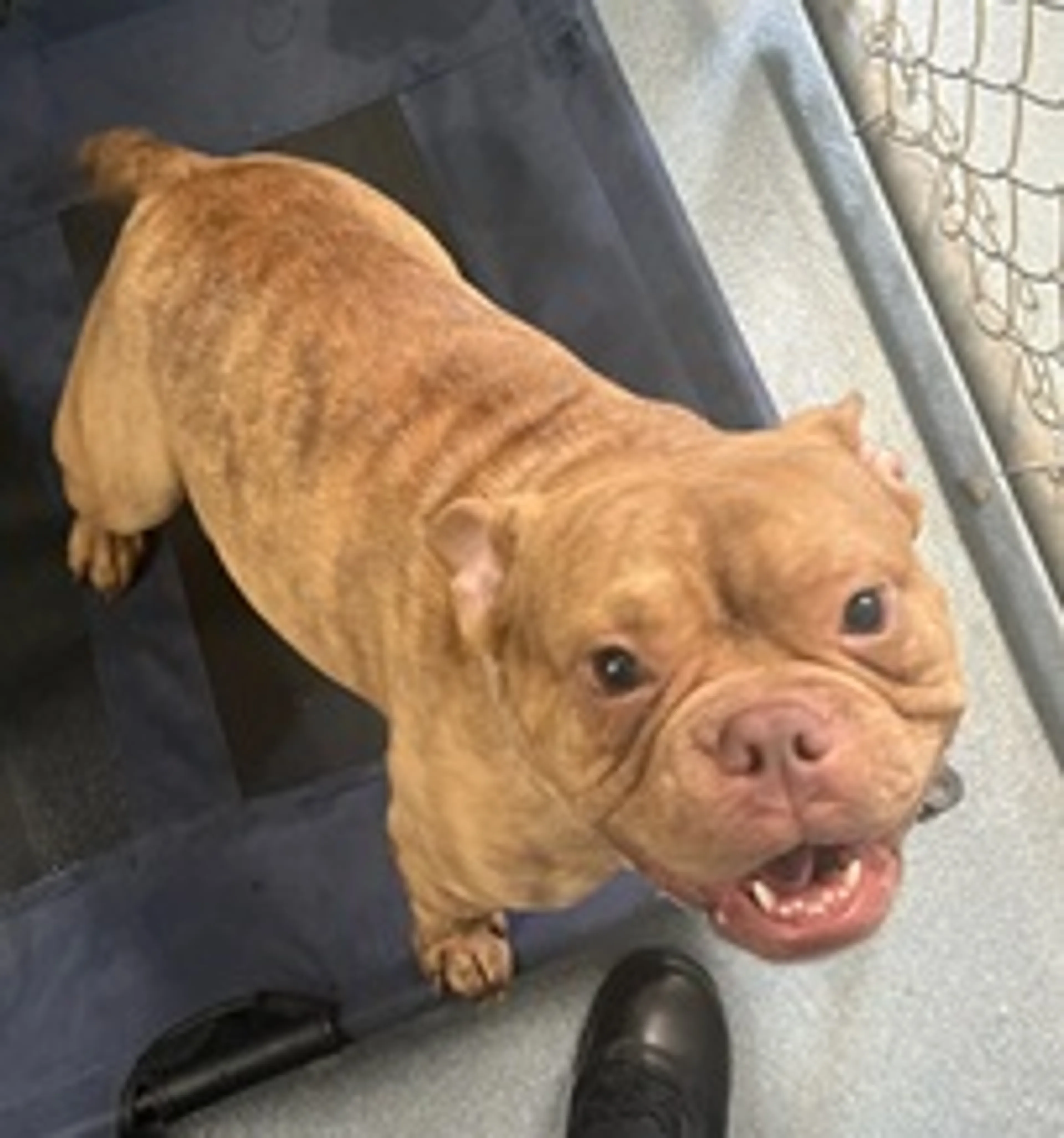 Found pet