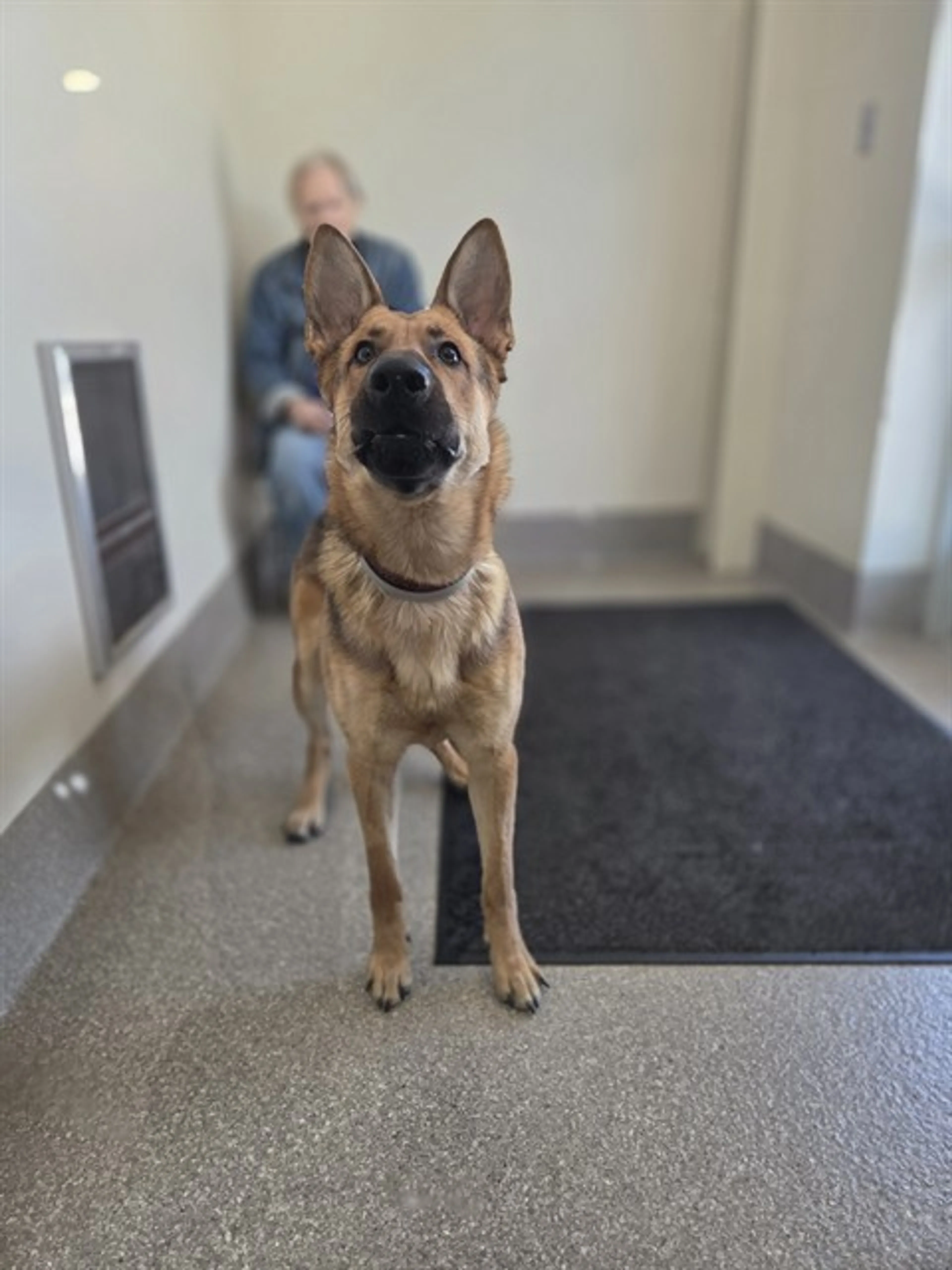 Found pet