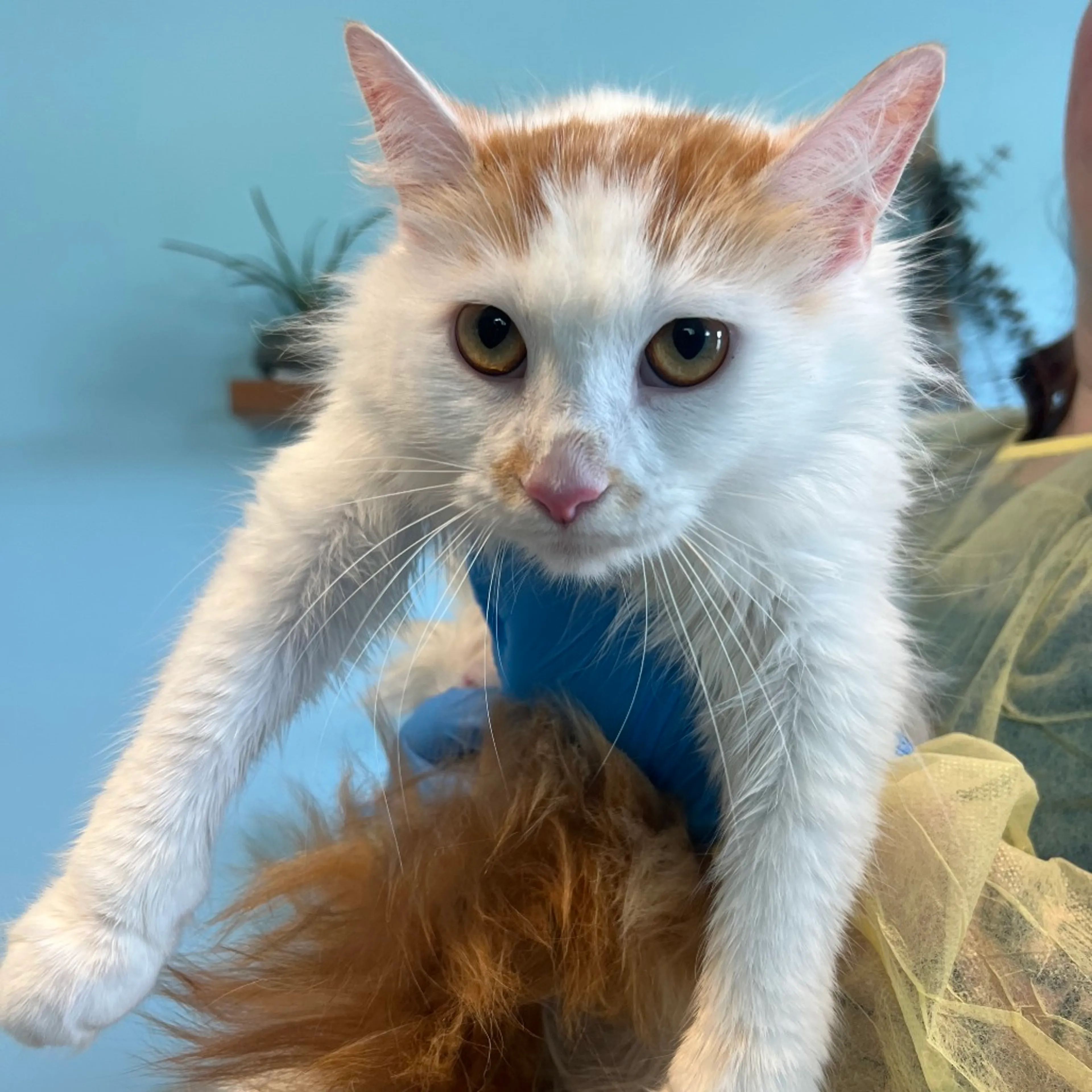 Found pet