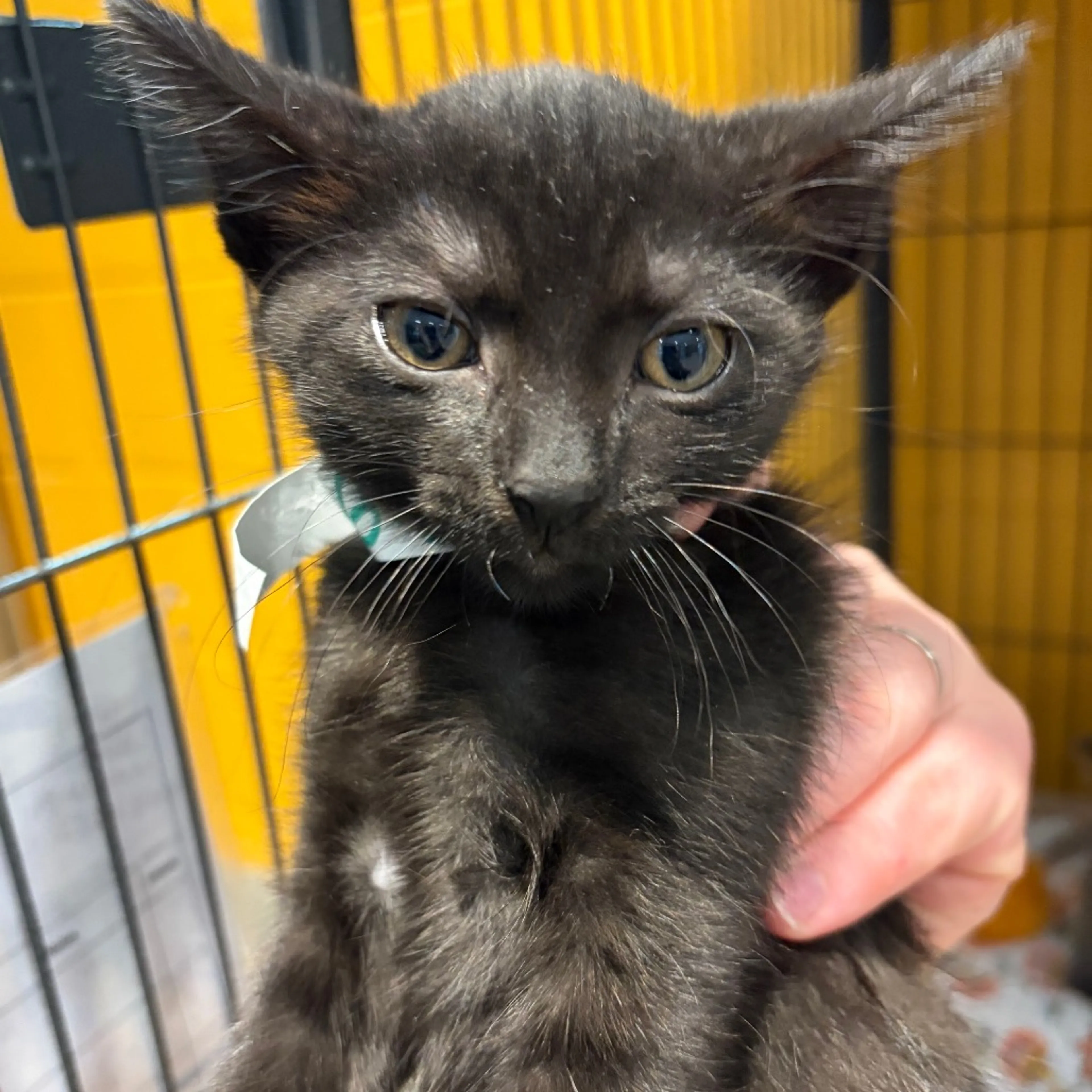 Found pet-1