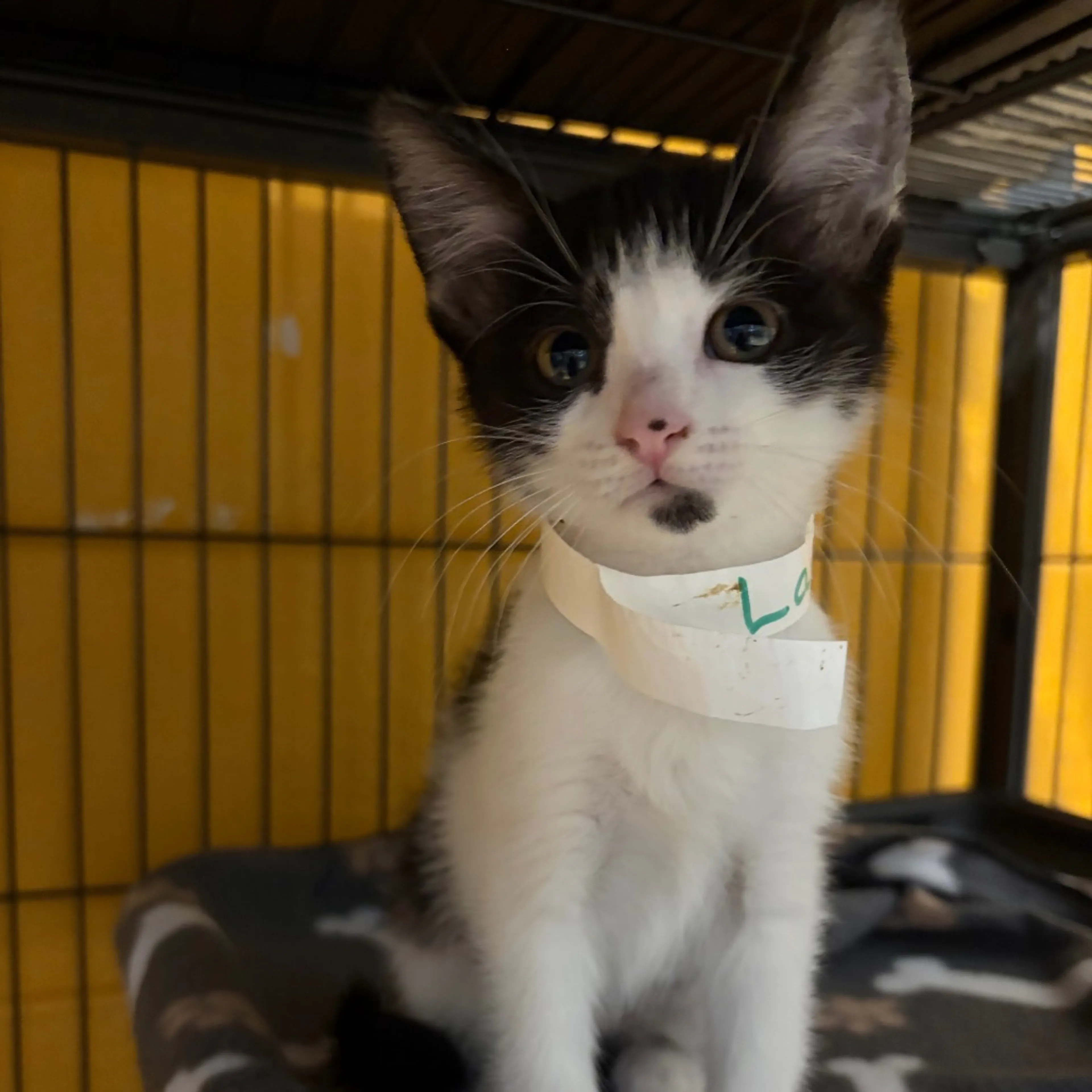 Found pet