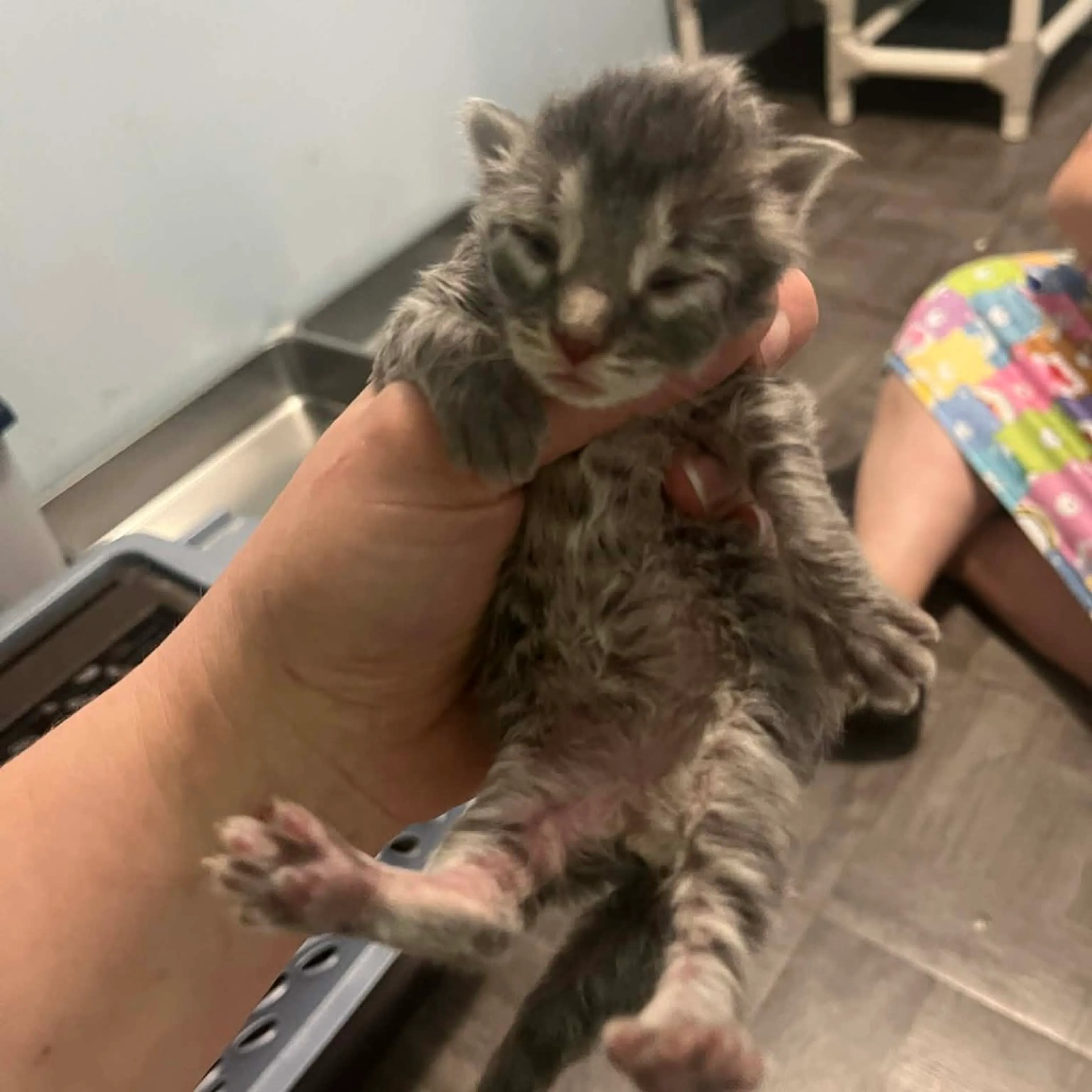 Found pet-0