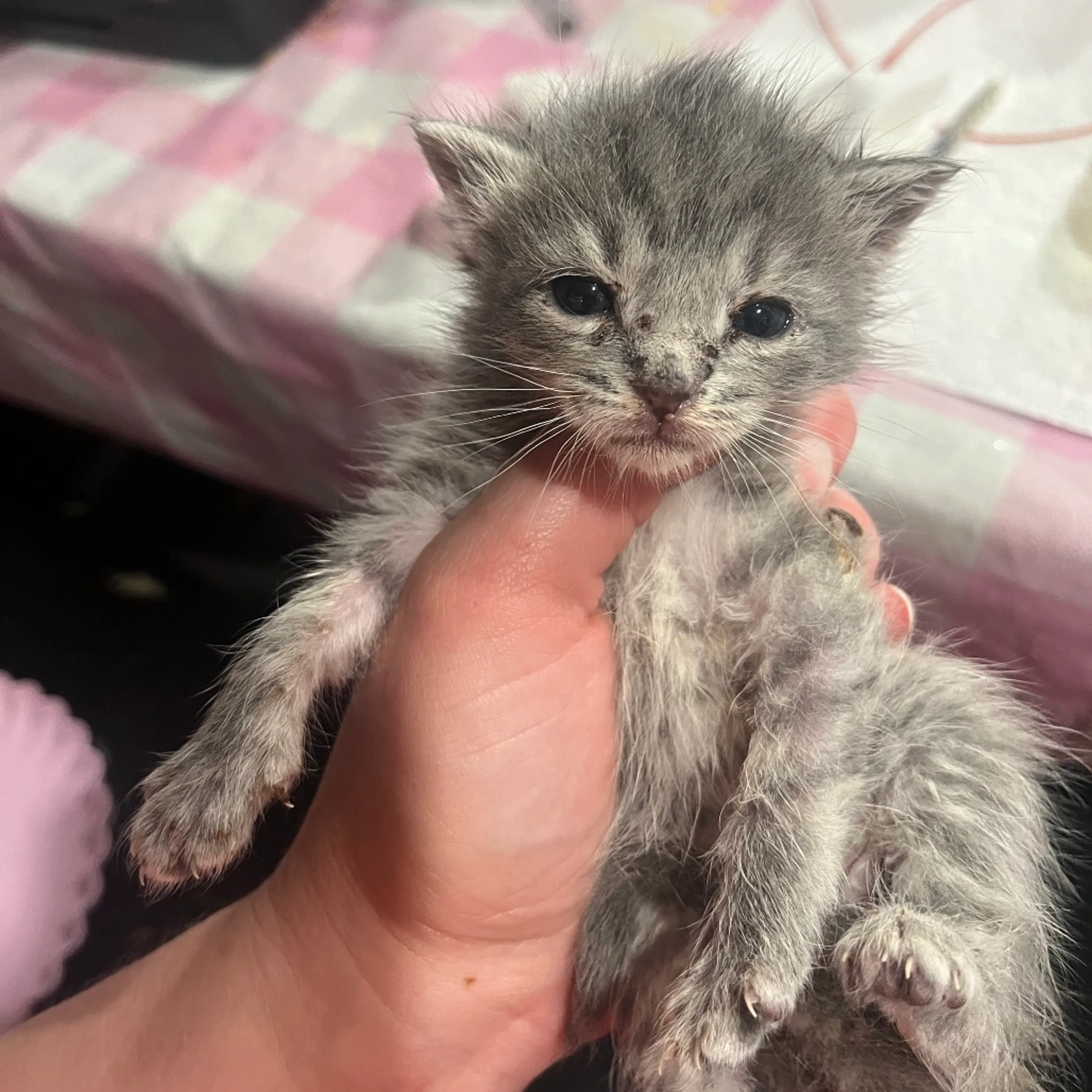 Found pet-0