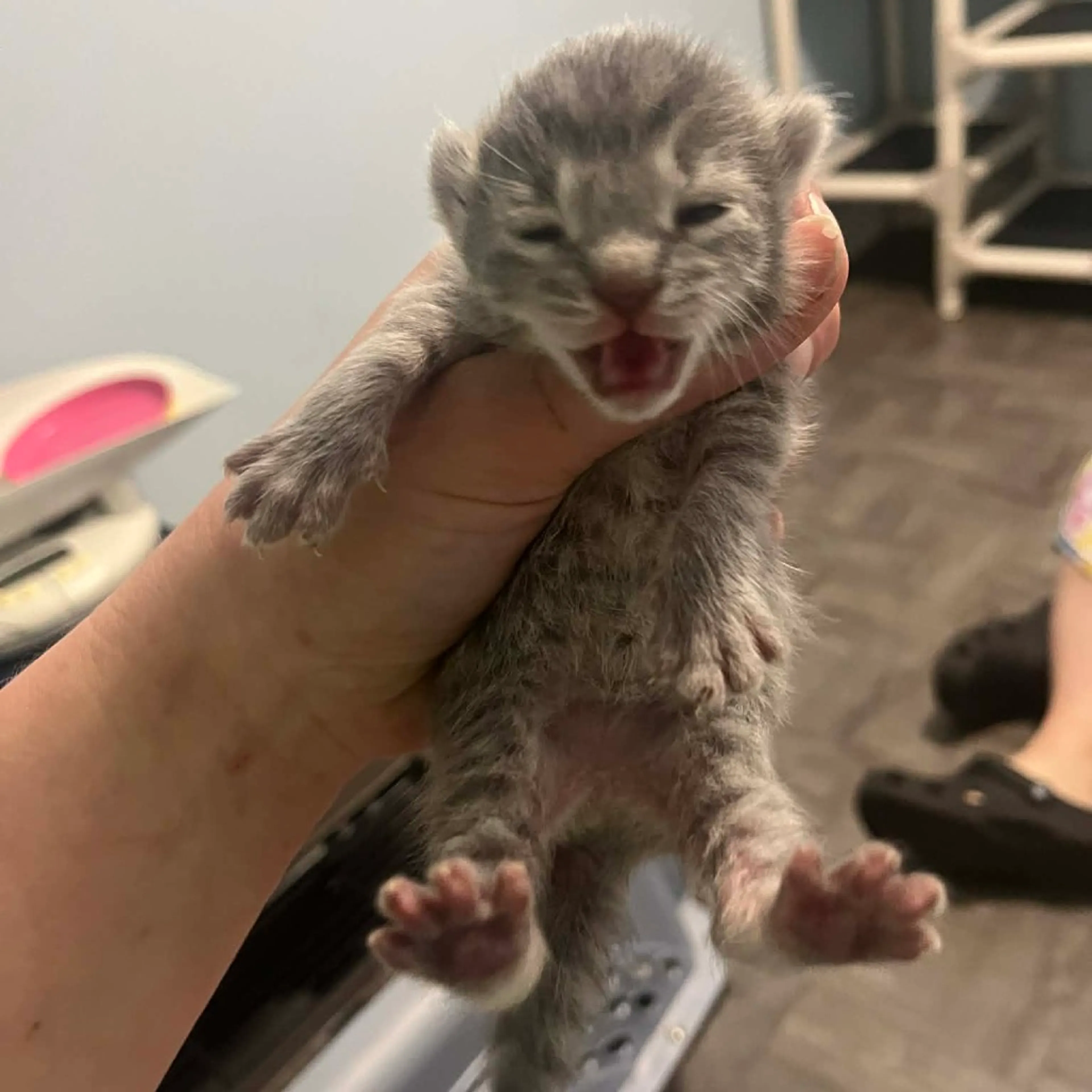 Found pet-2