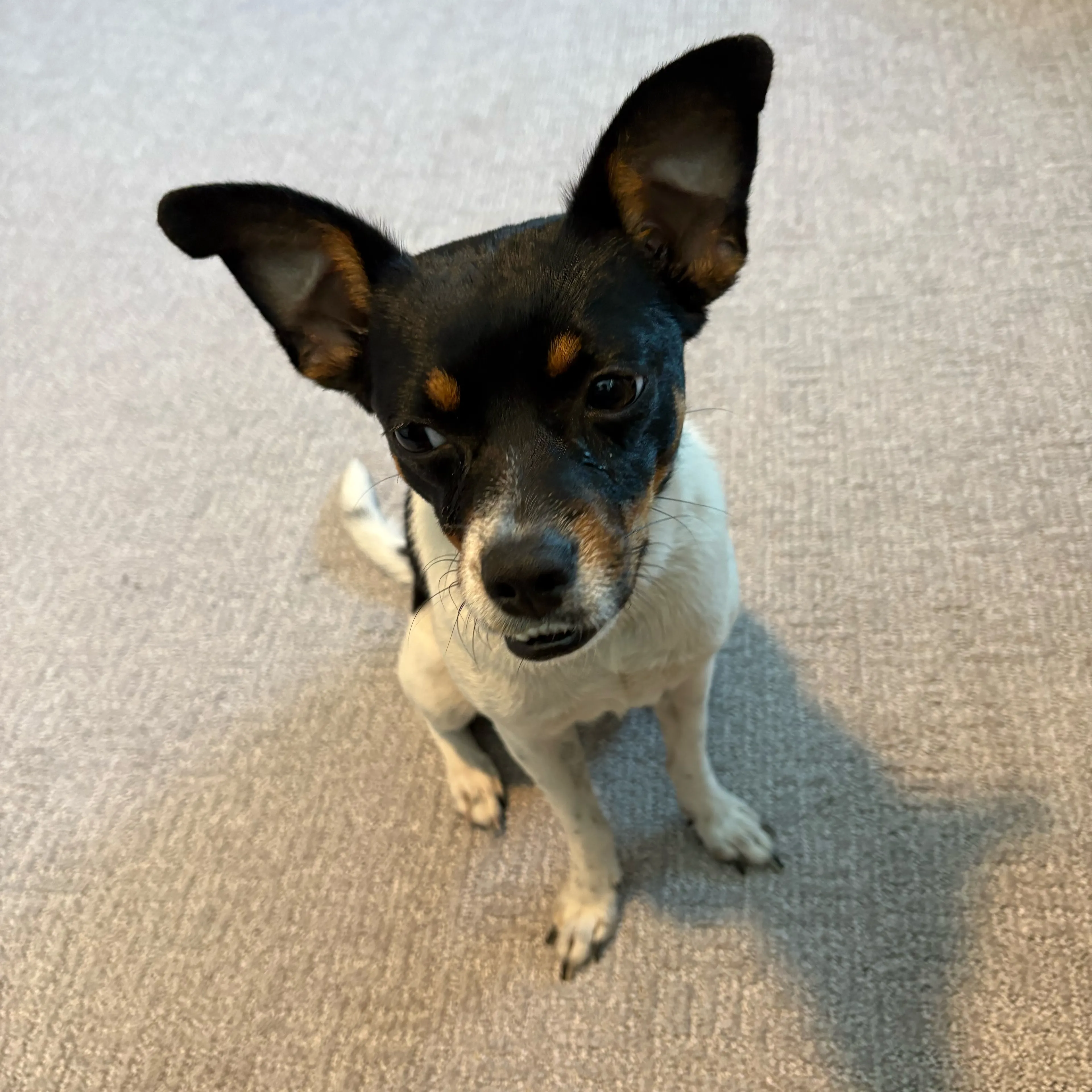 Found pet-2