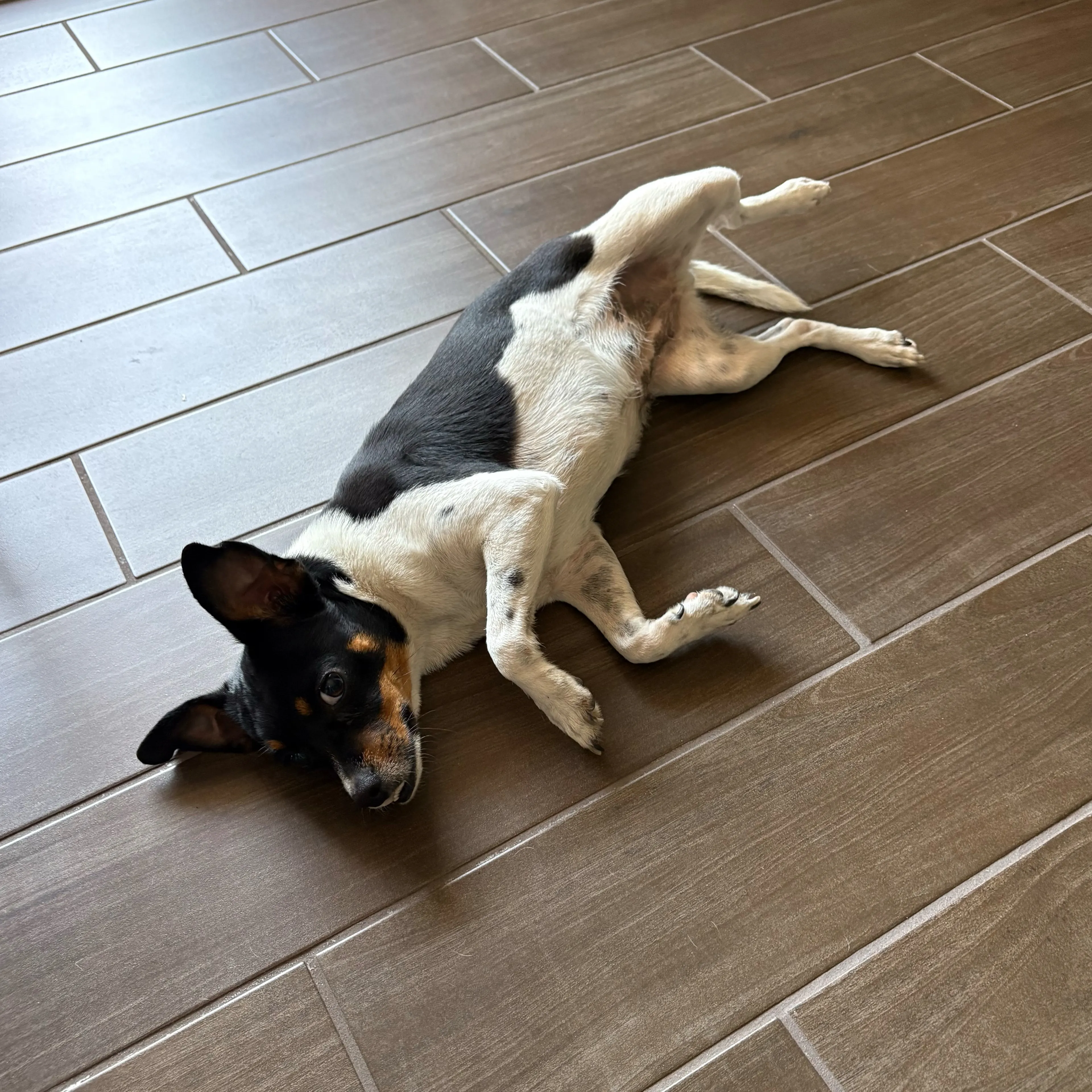 Found pet-1