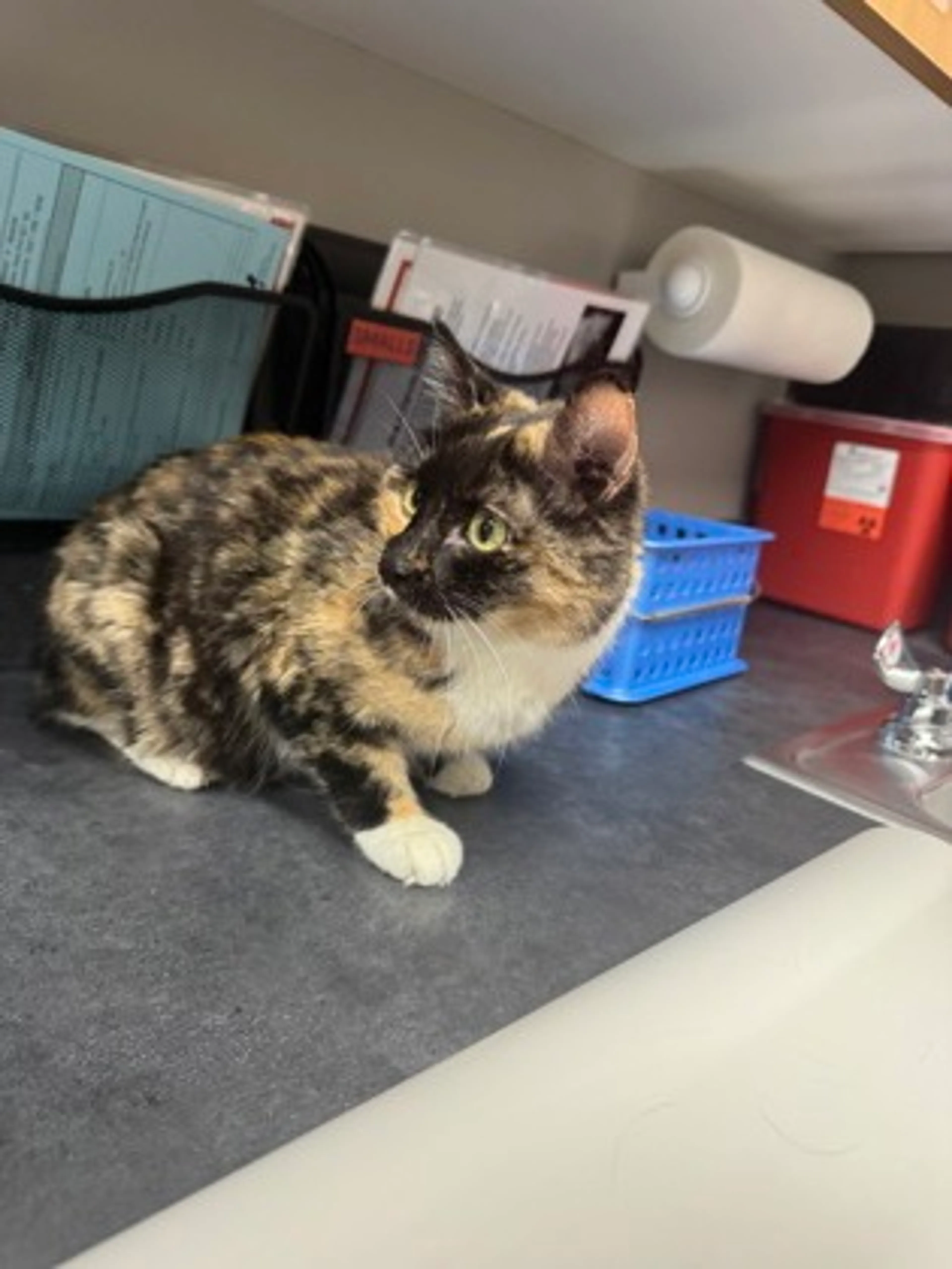 Found pet-1