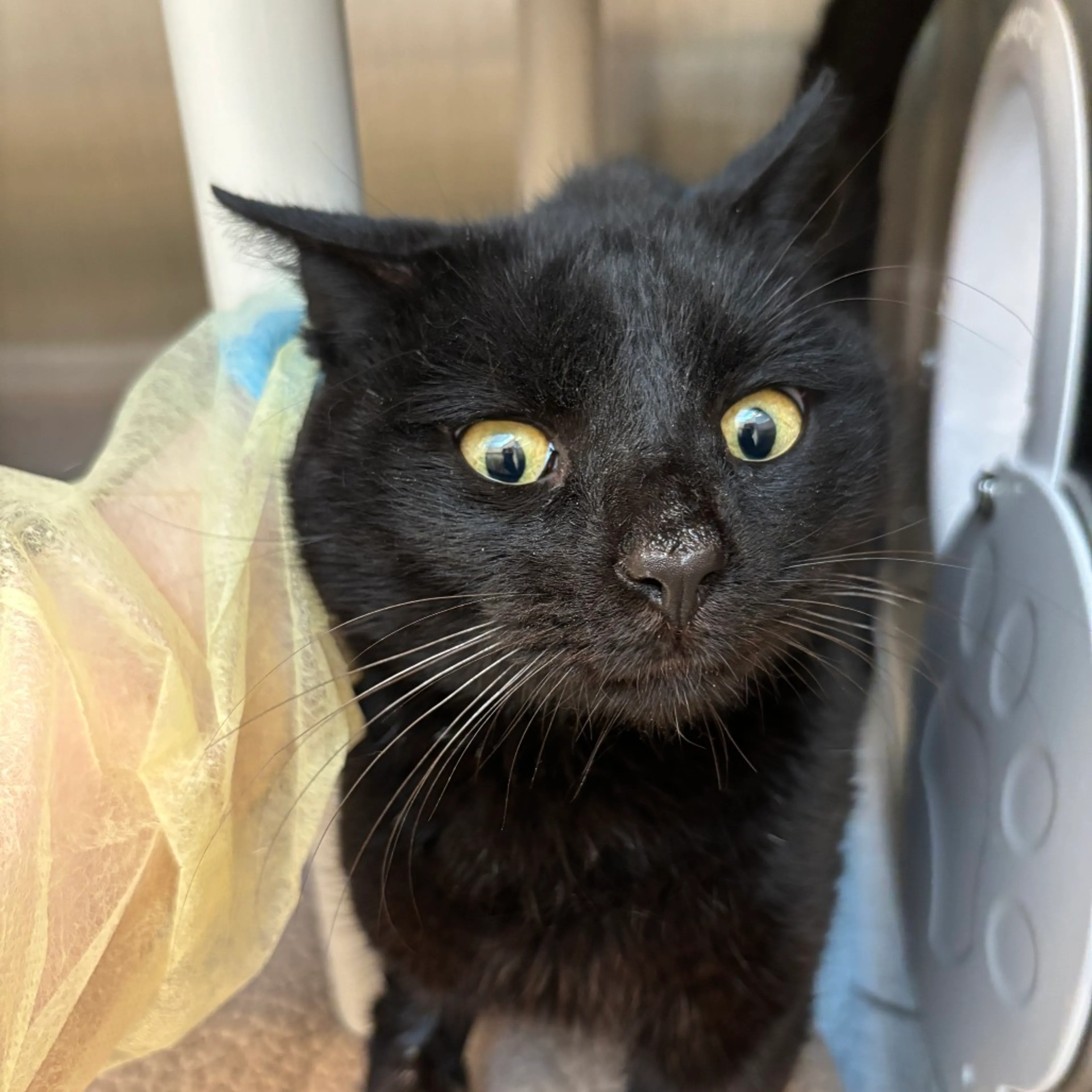 Found pet