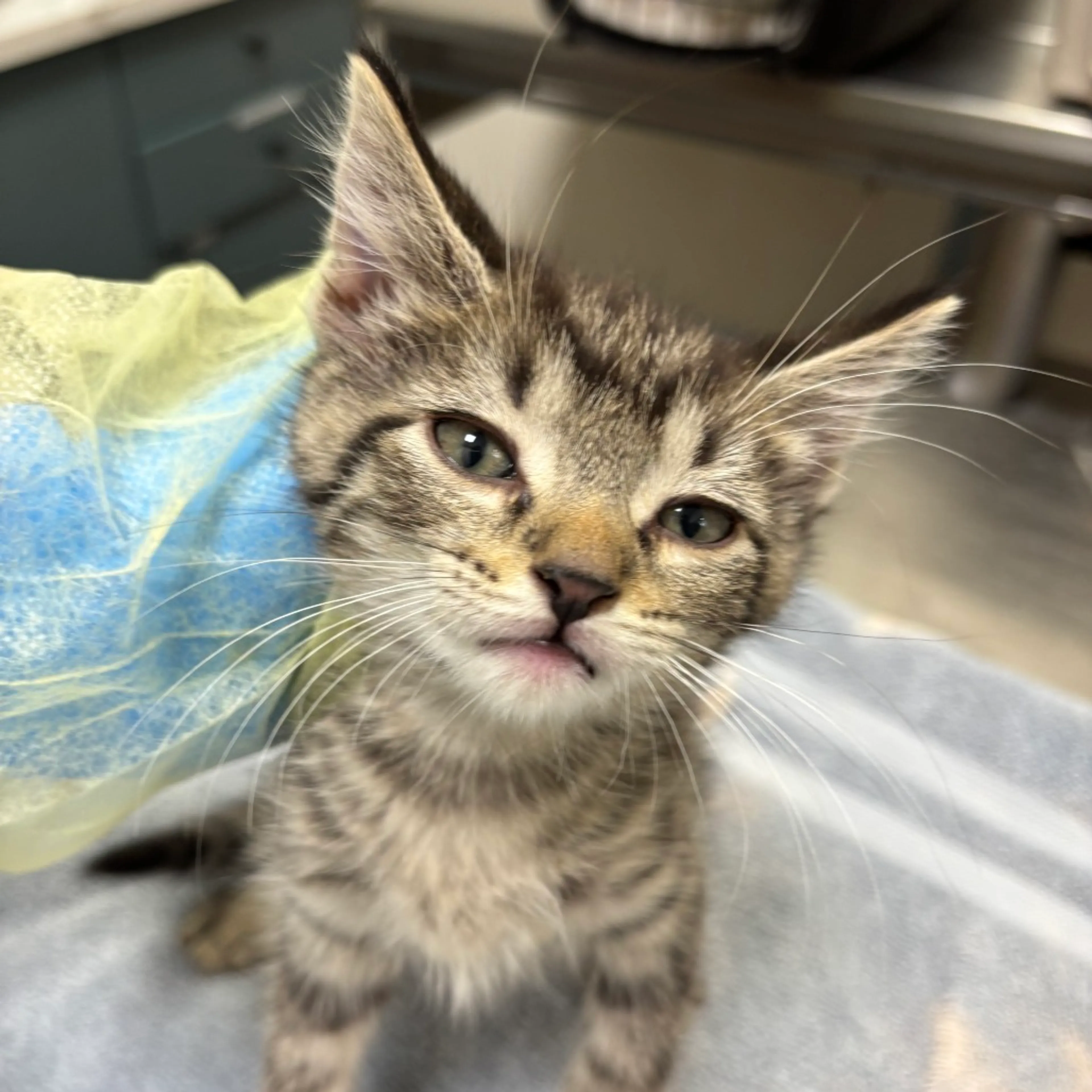 Found pet