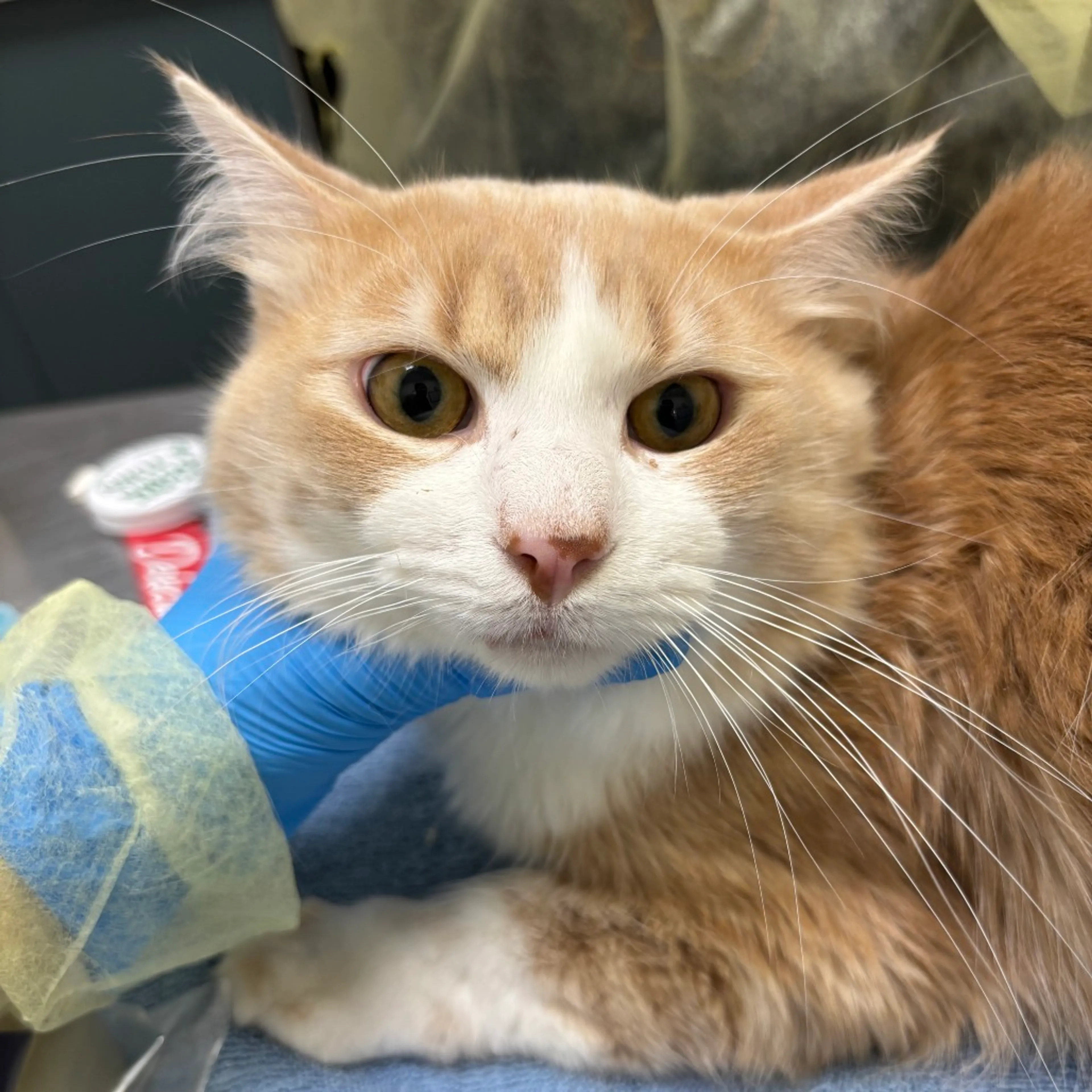 Found pet