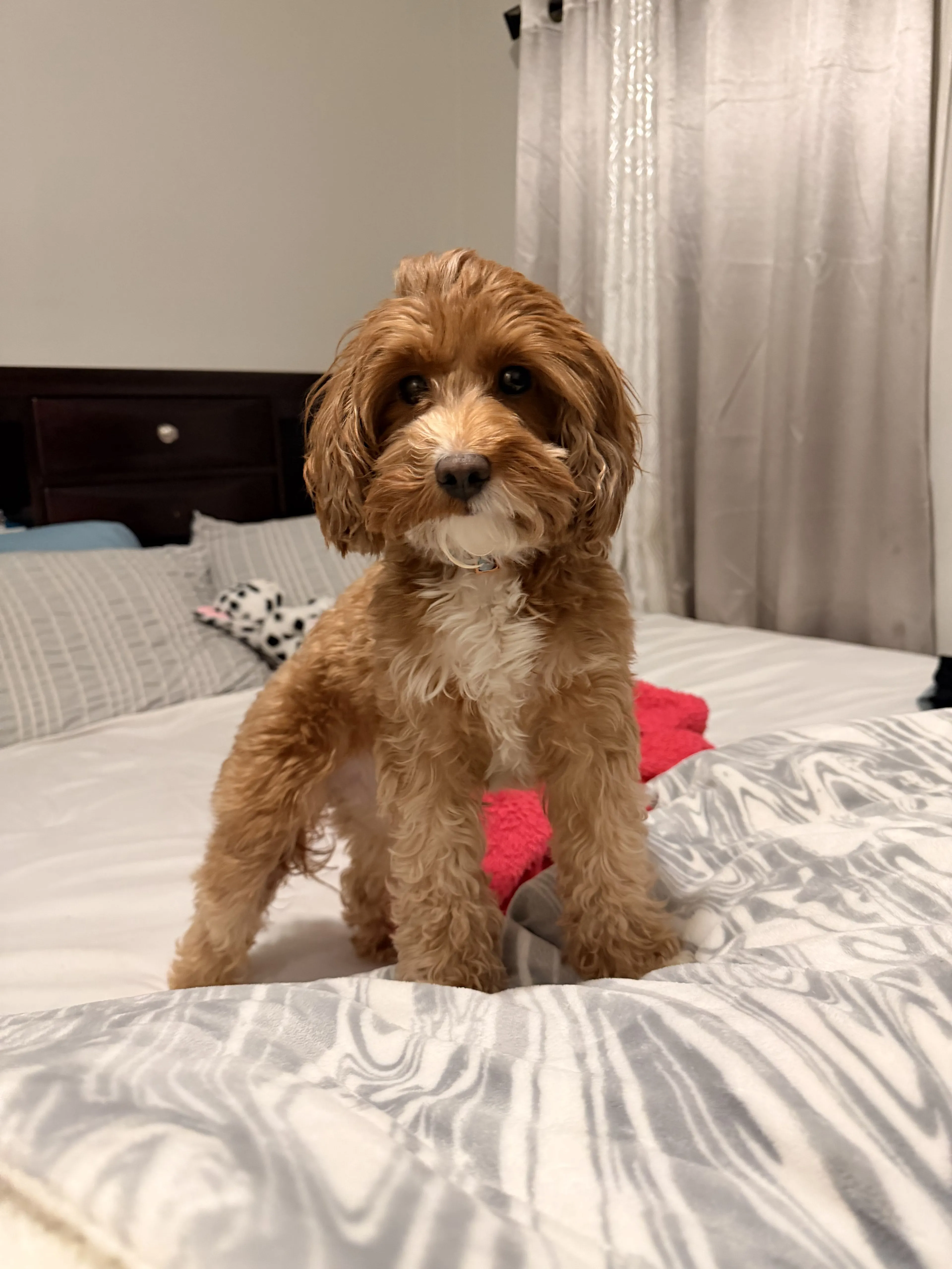 Lost pet