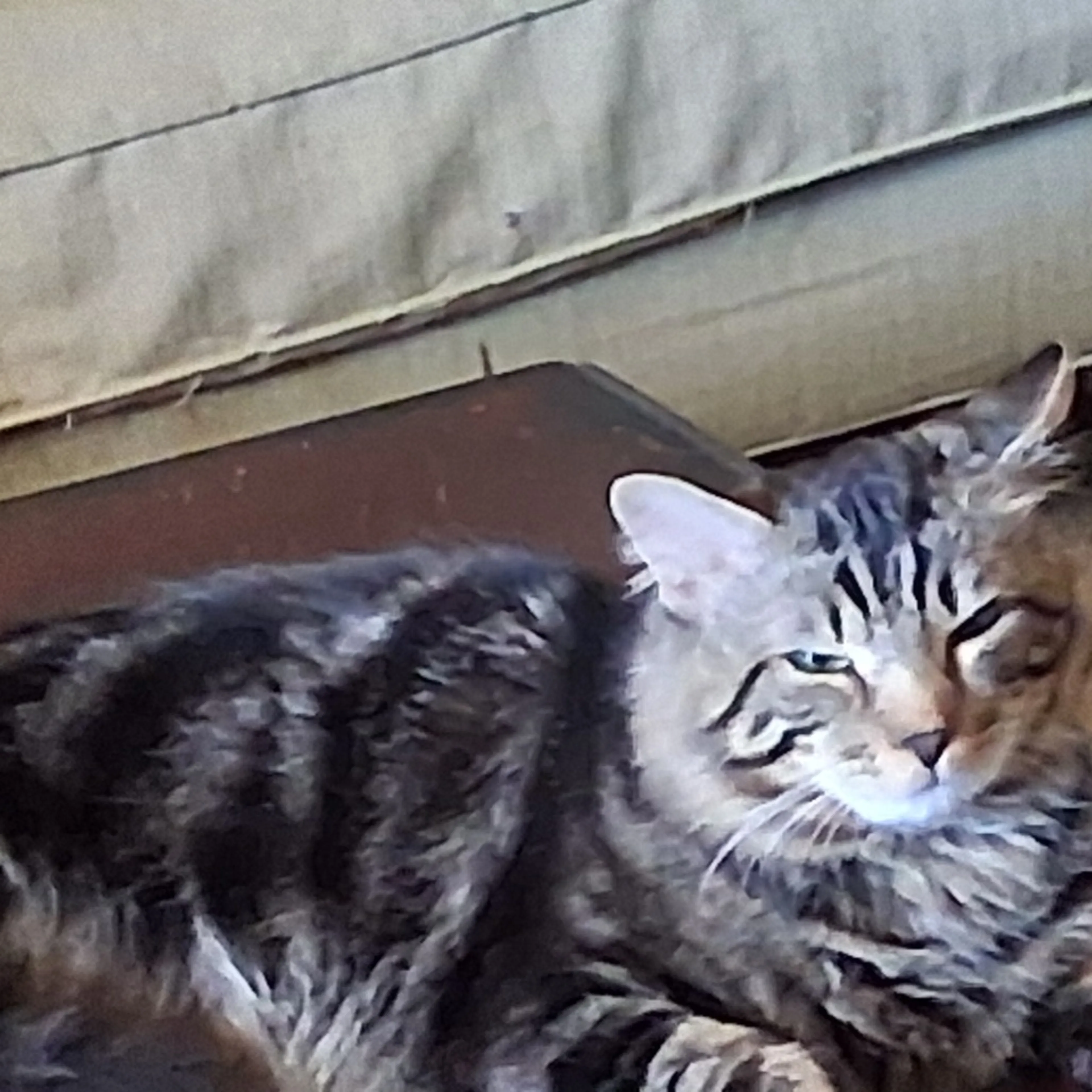 Found pet