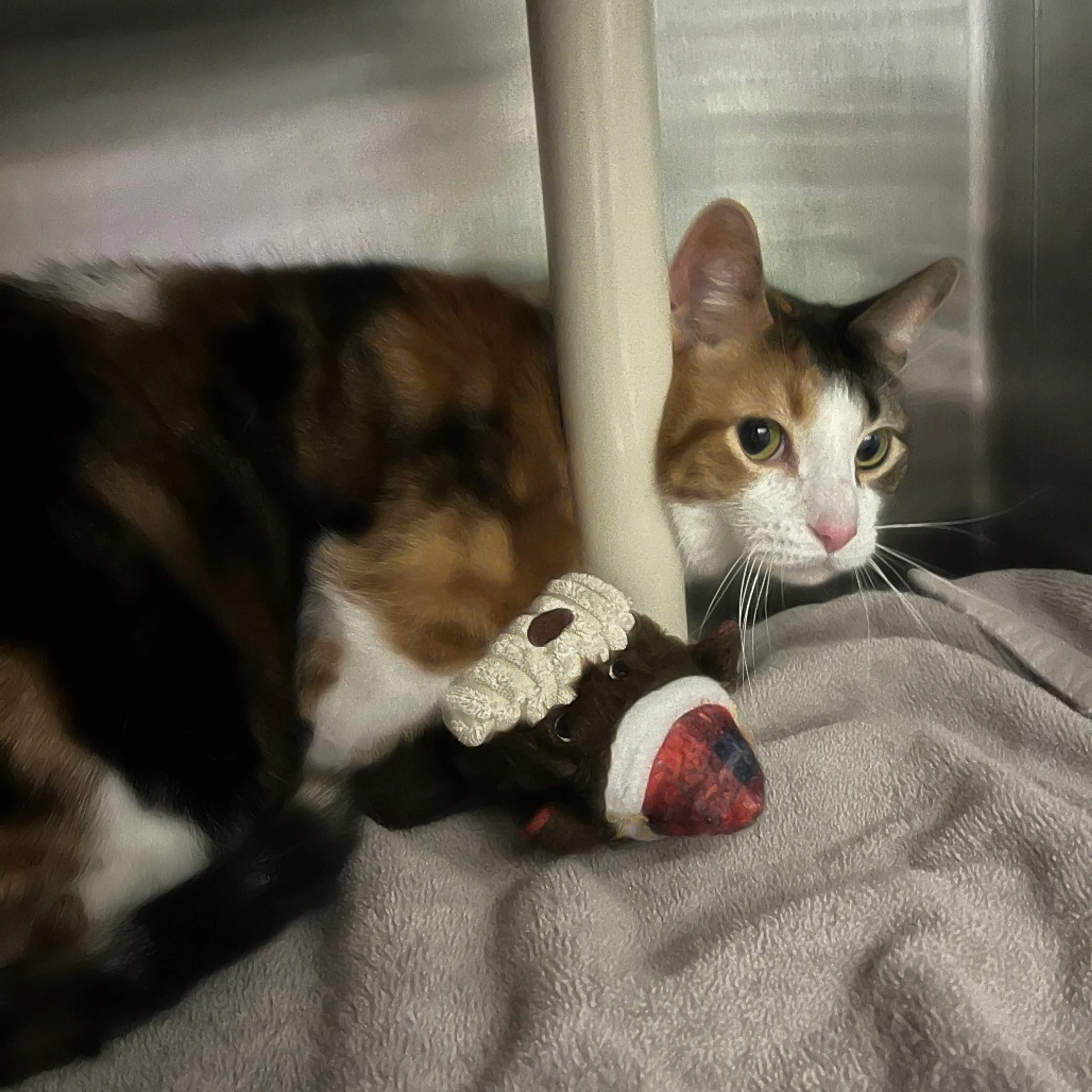 Found pet