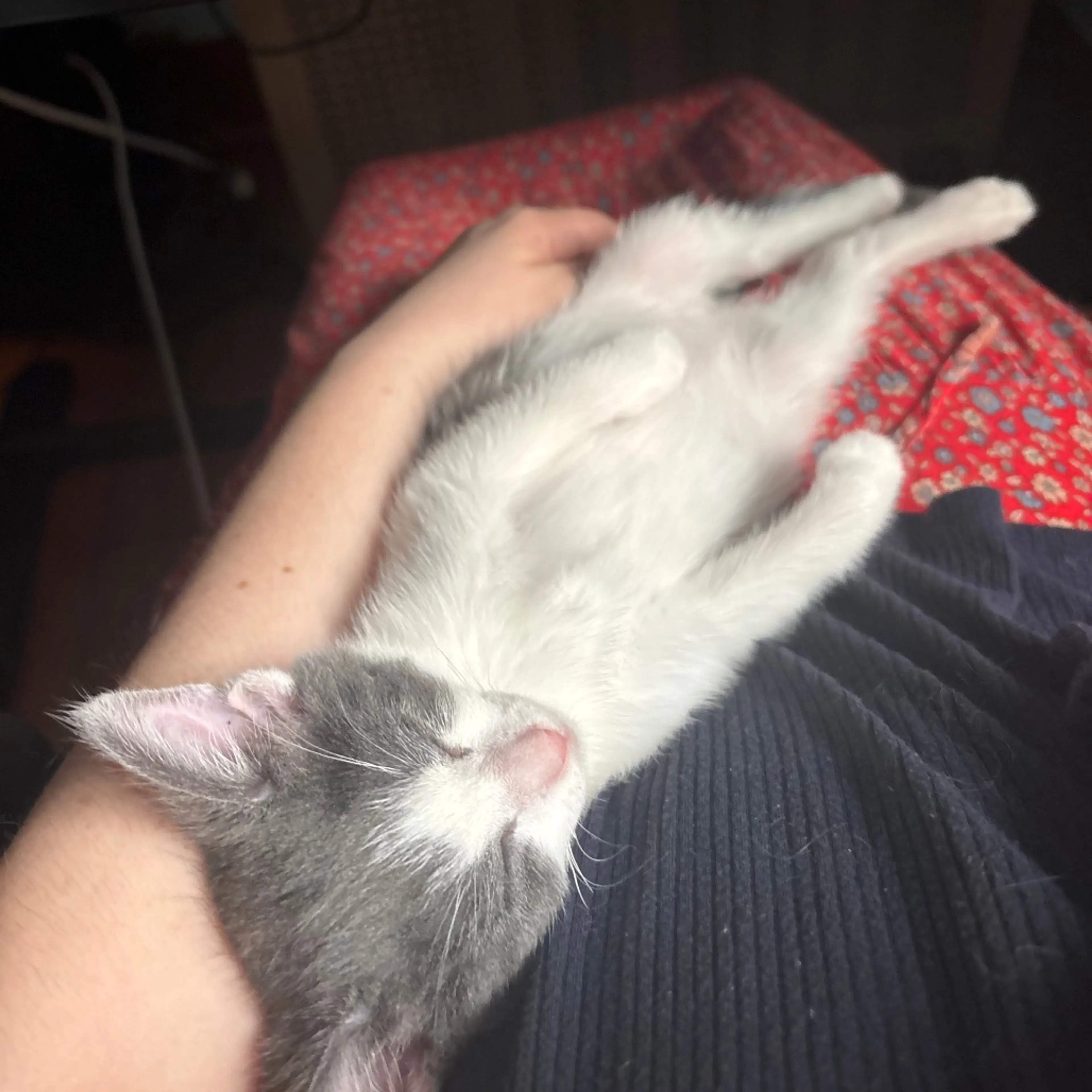 Found pet-4