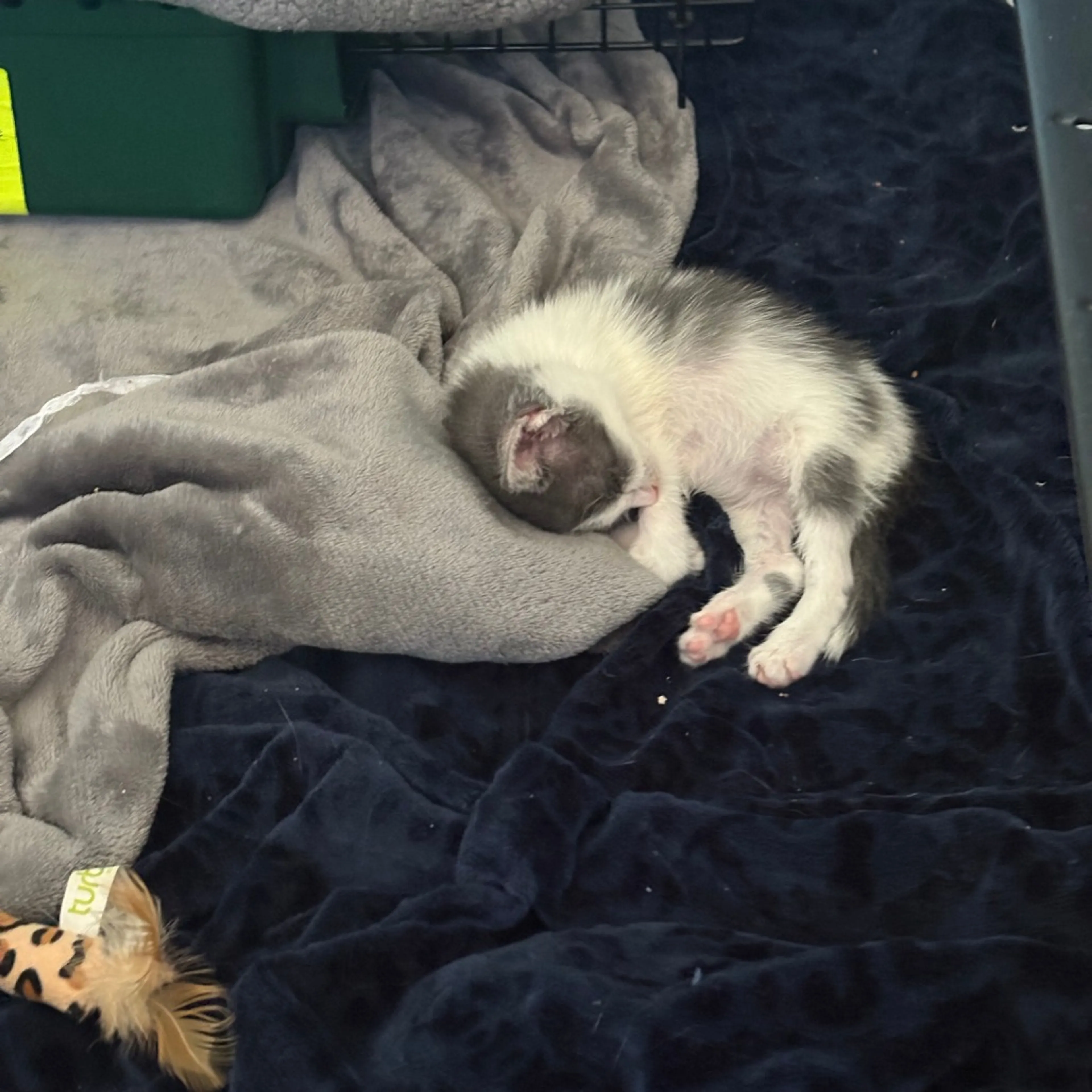 Found pet-3