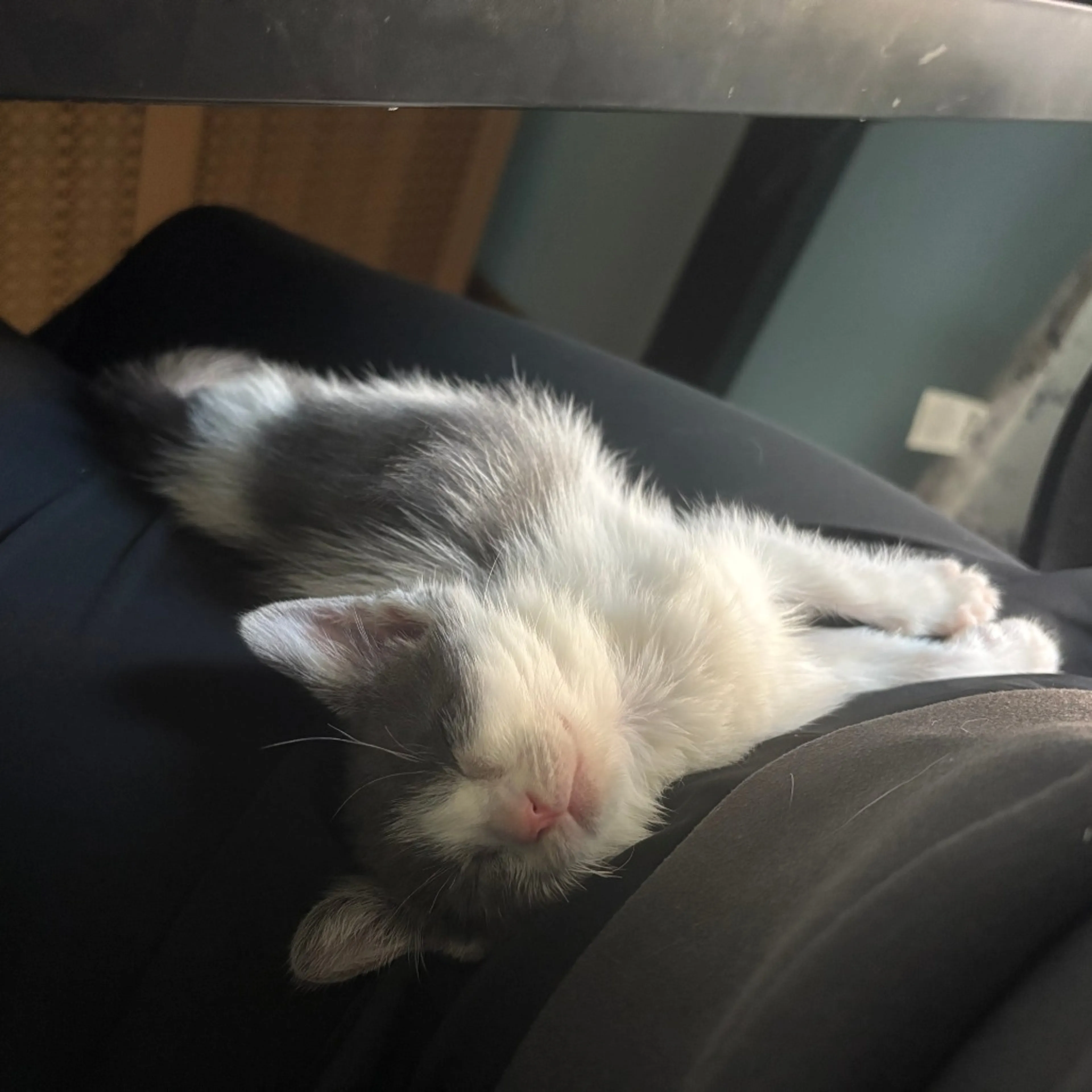 Found pet-2