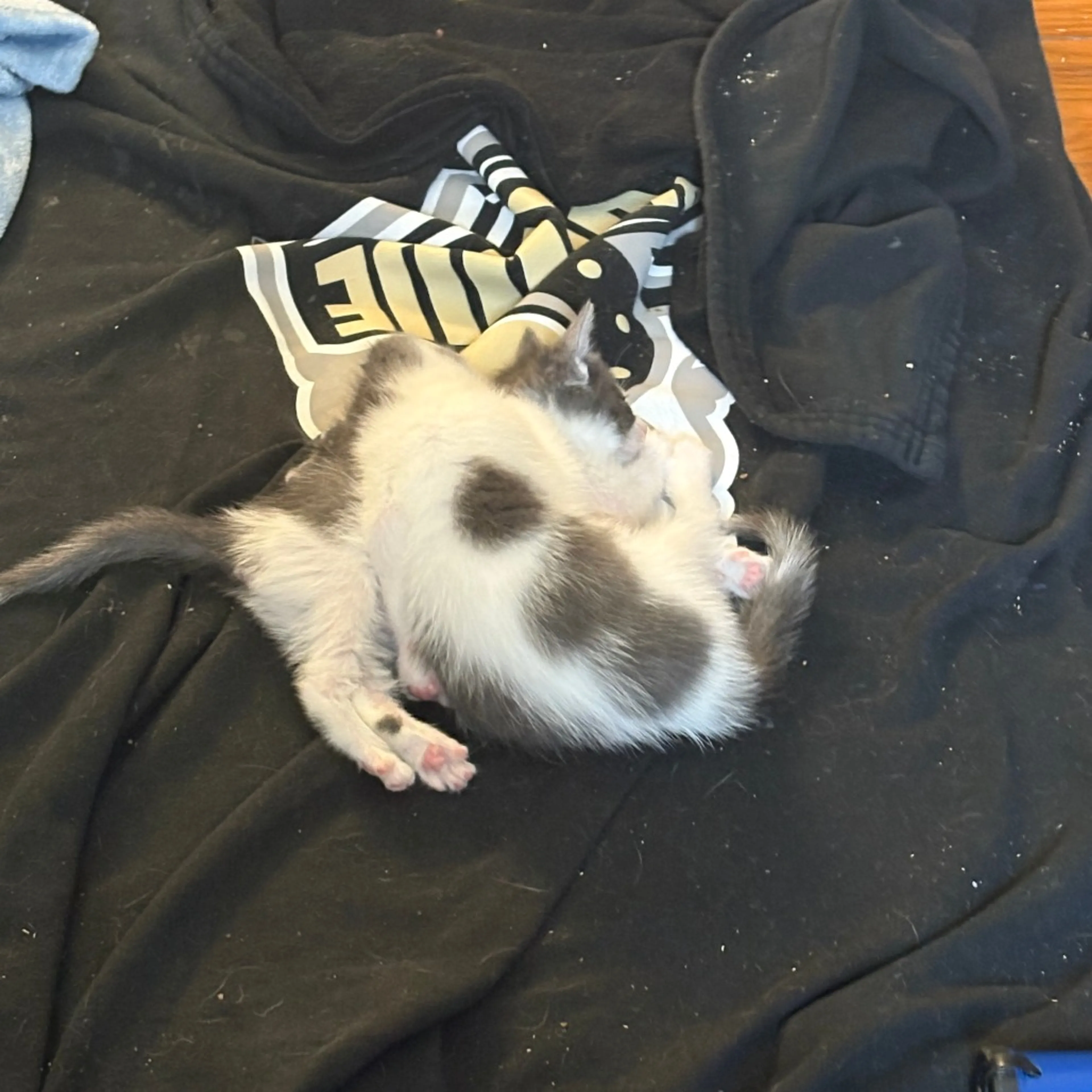 Found pet-1