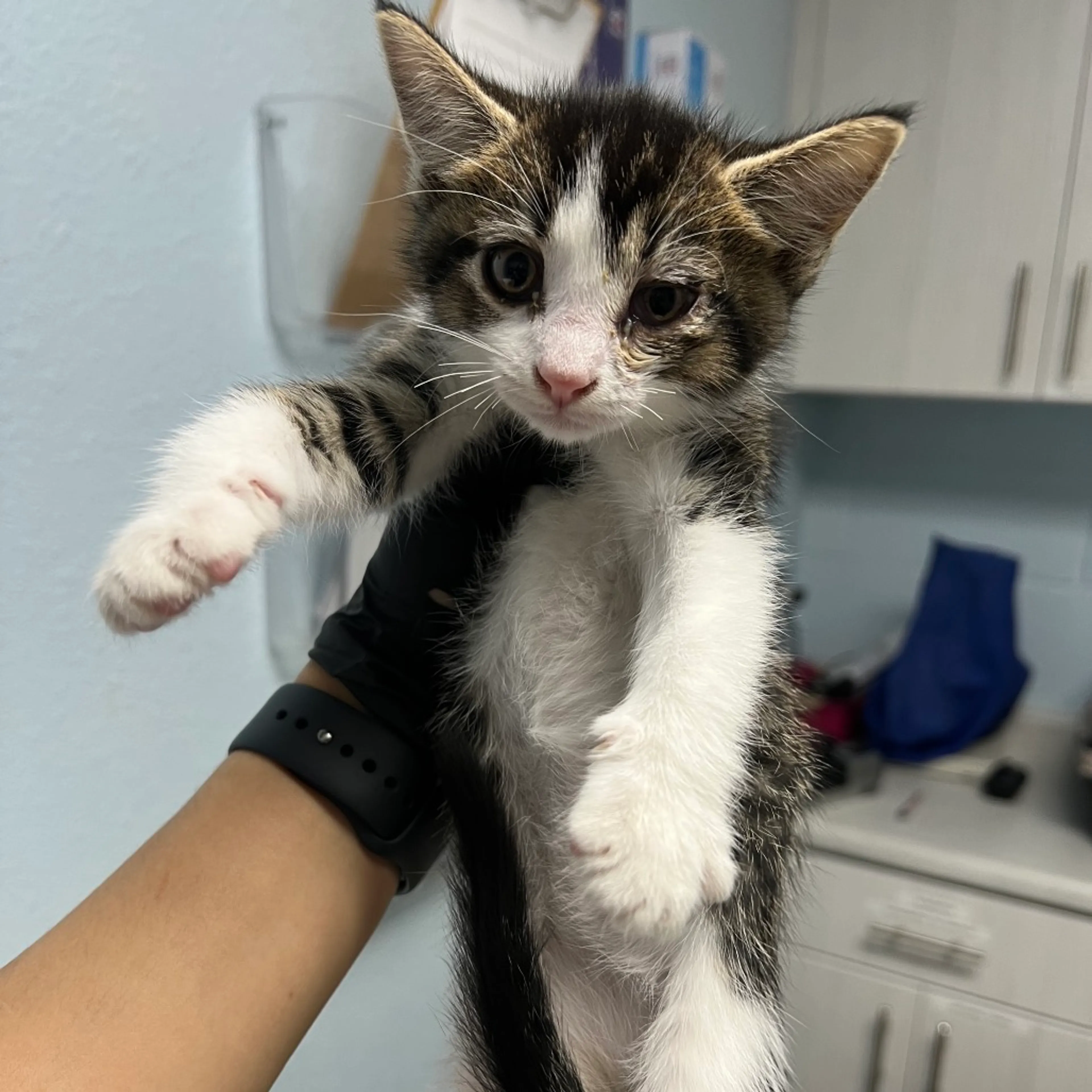 Found pet