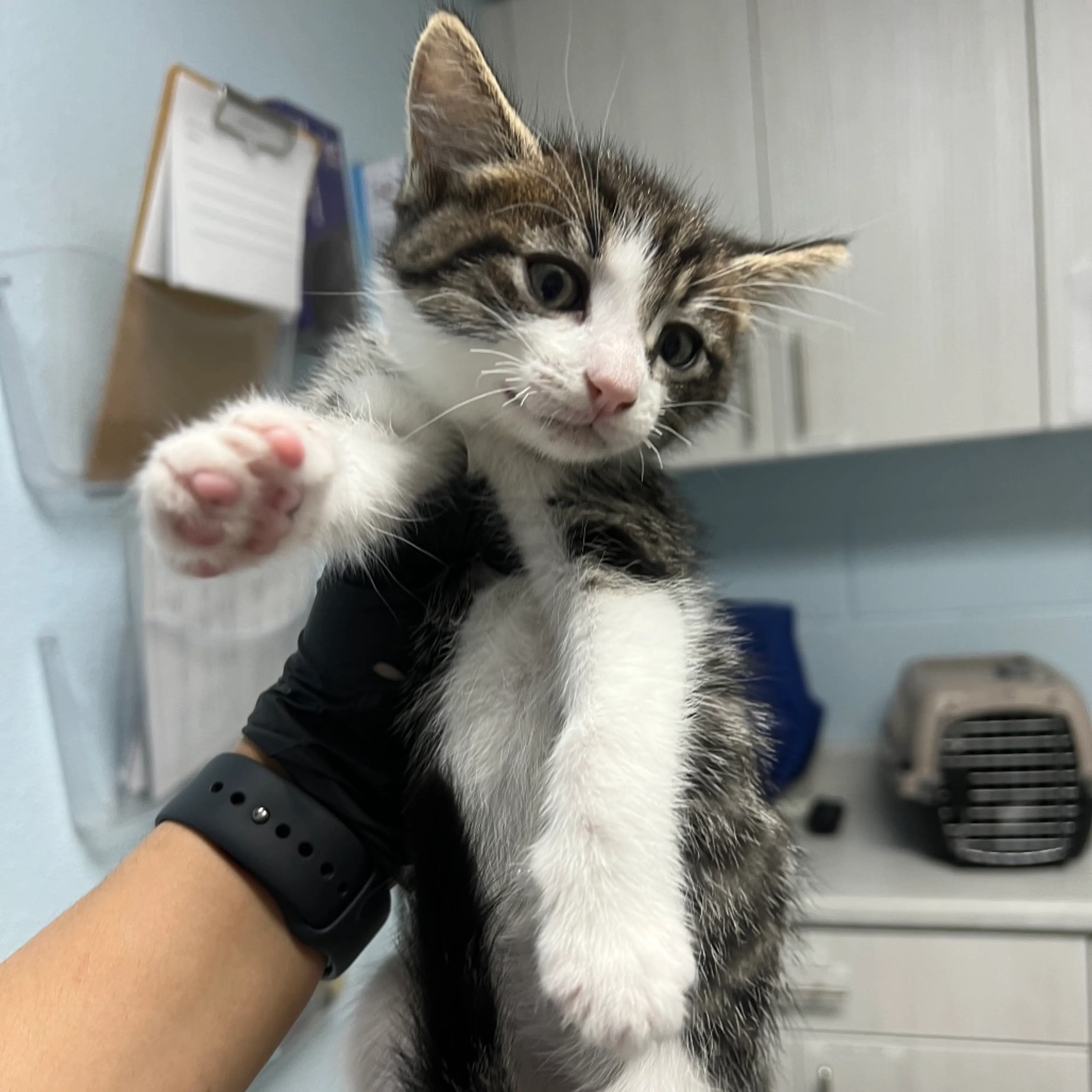 Found pet