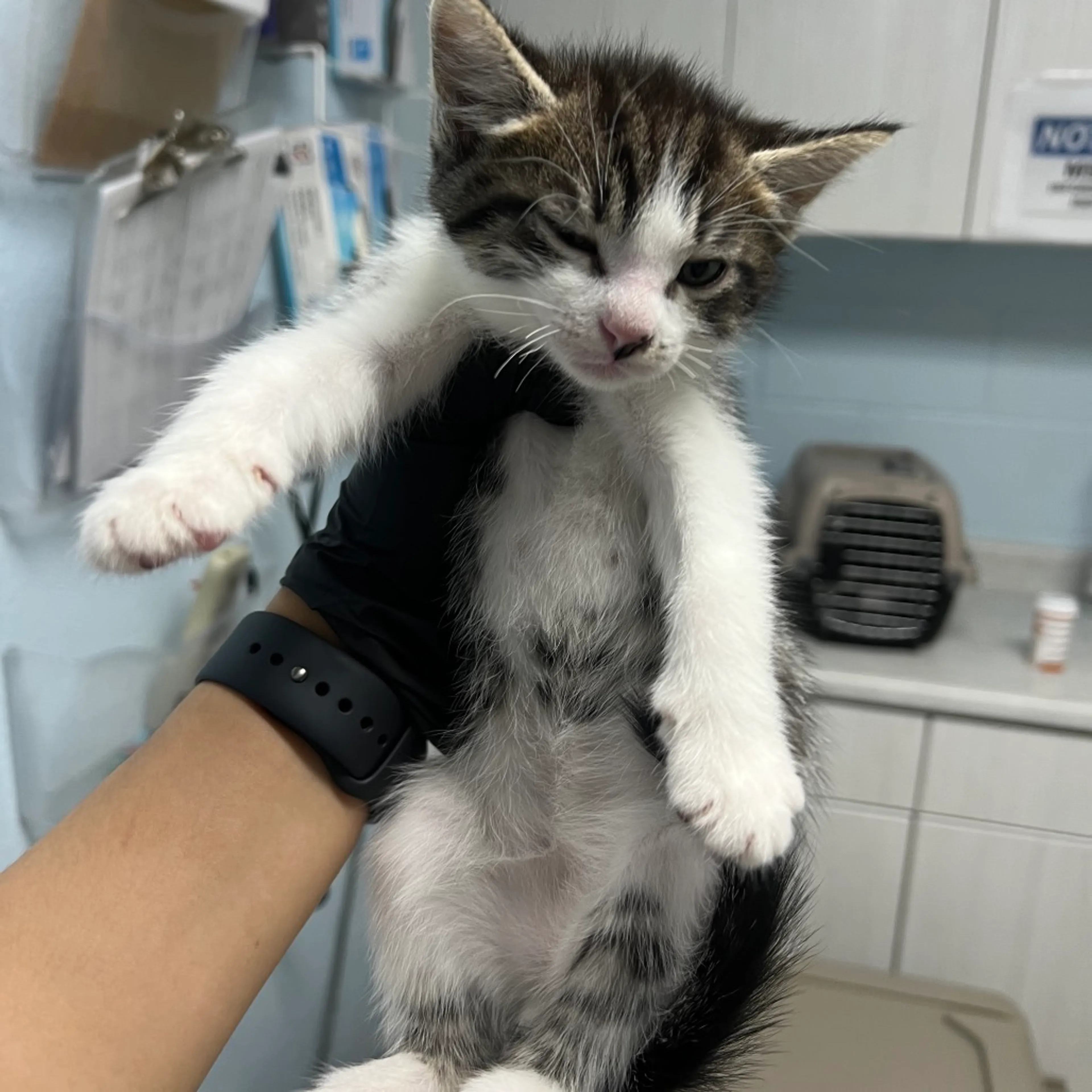 Found pet