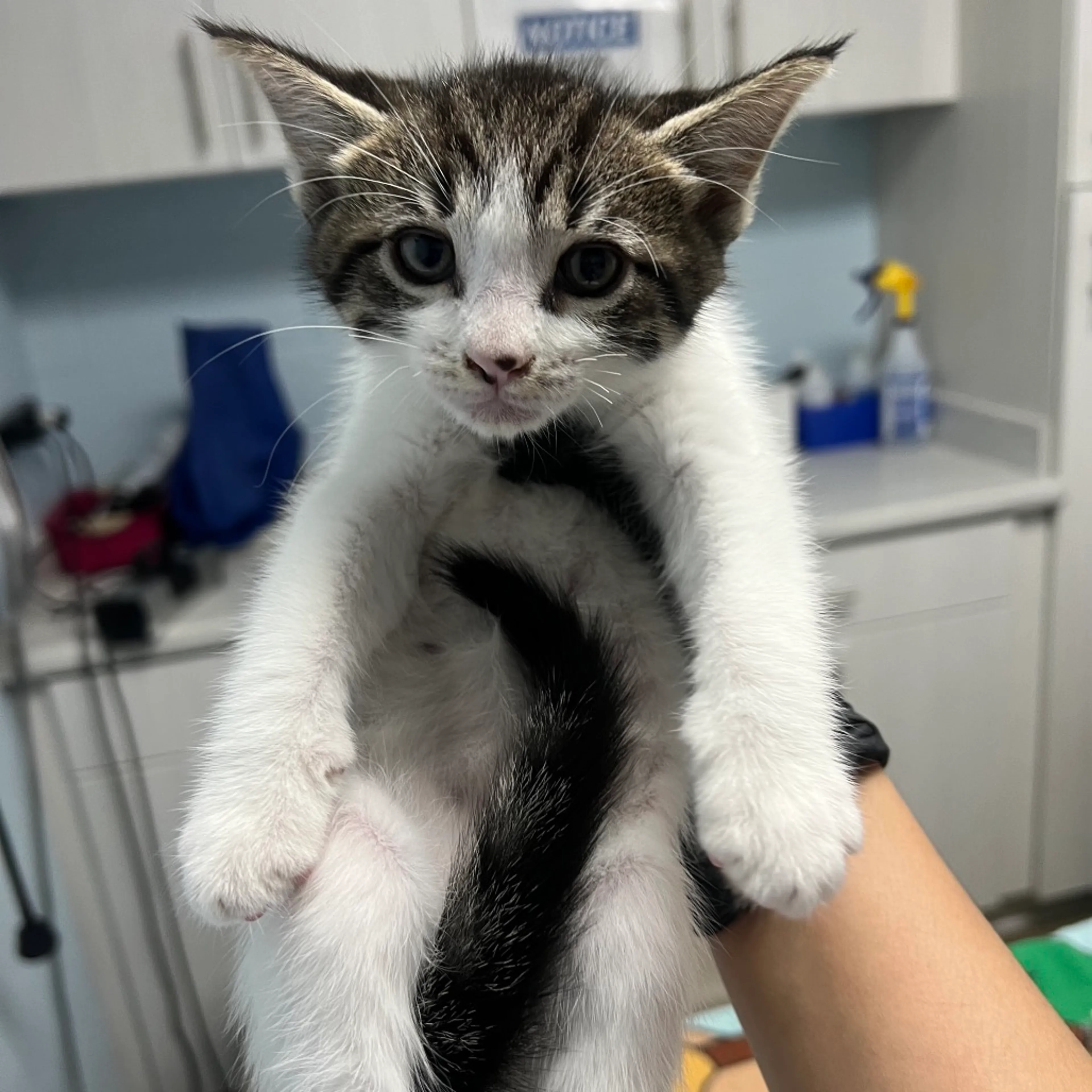 Found pet-1