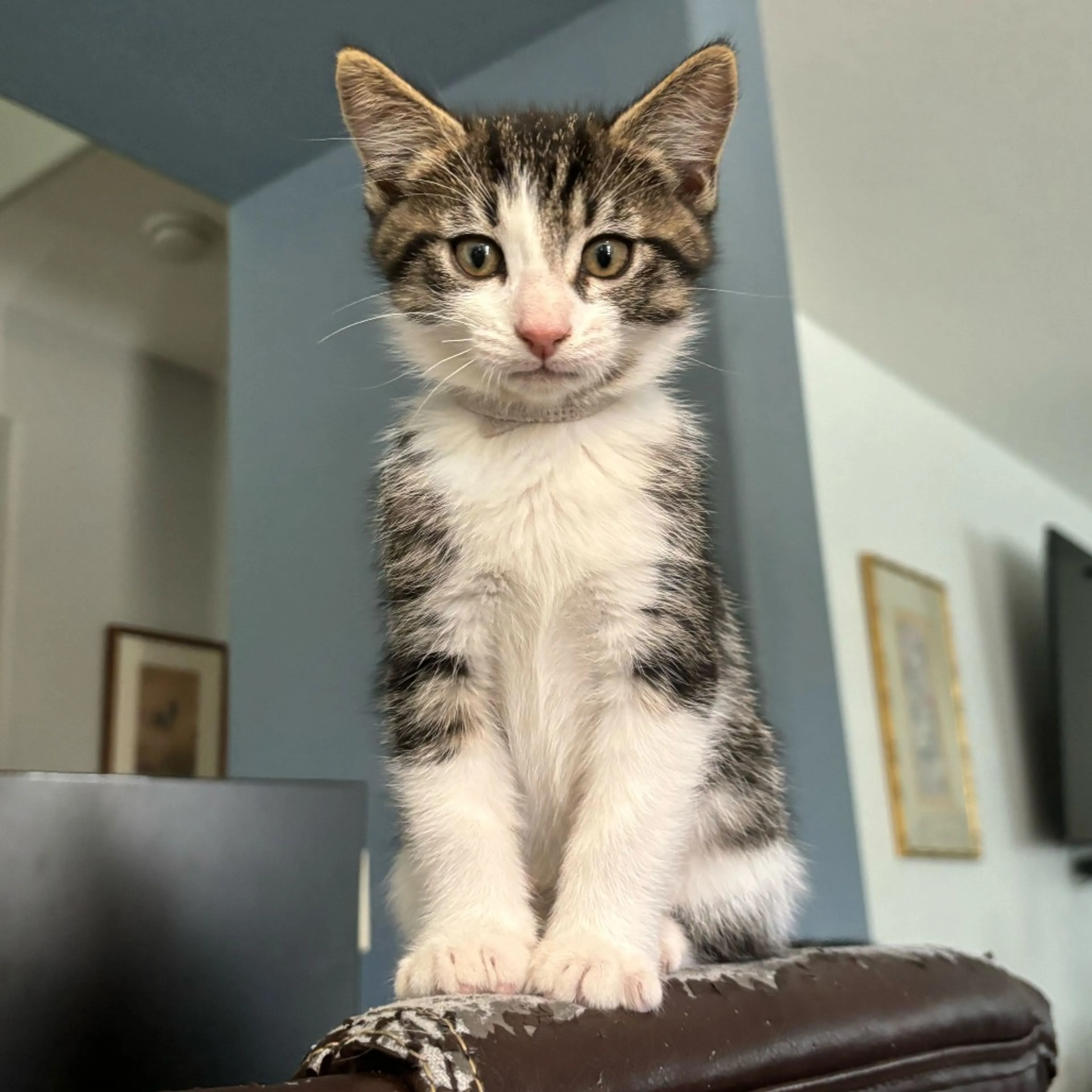 Found pet-0