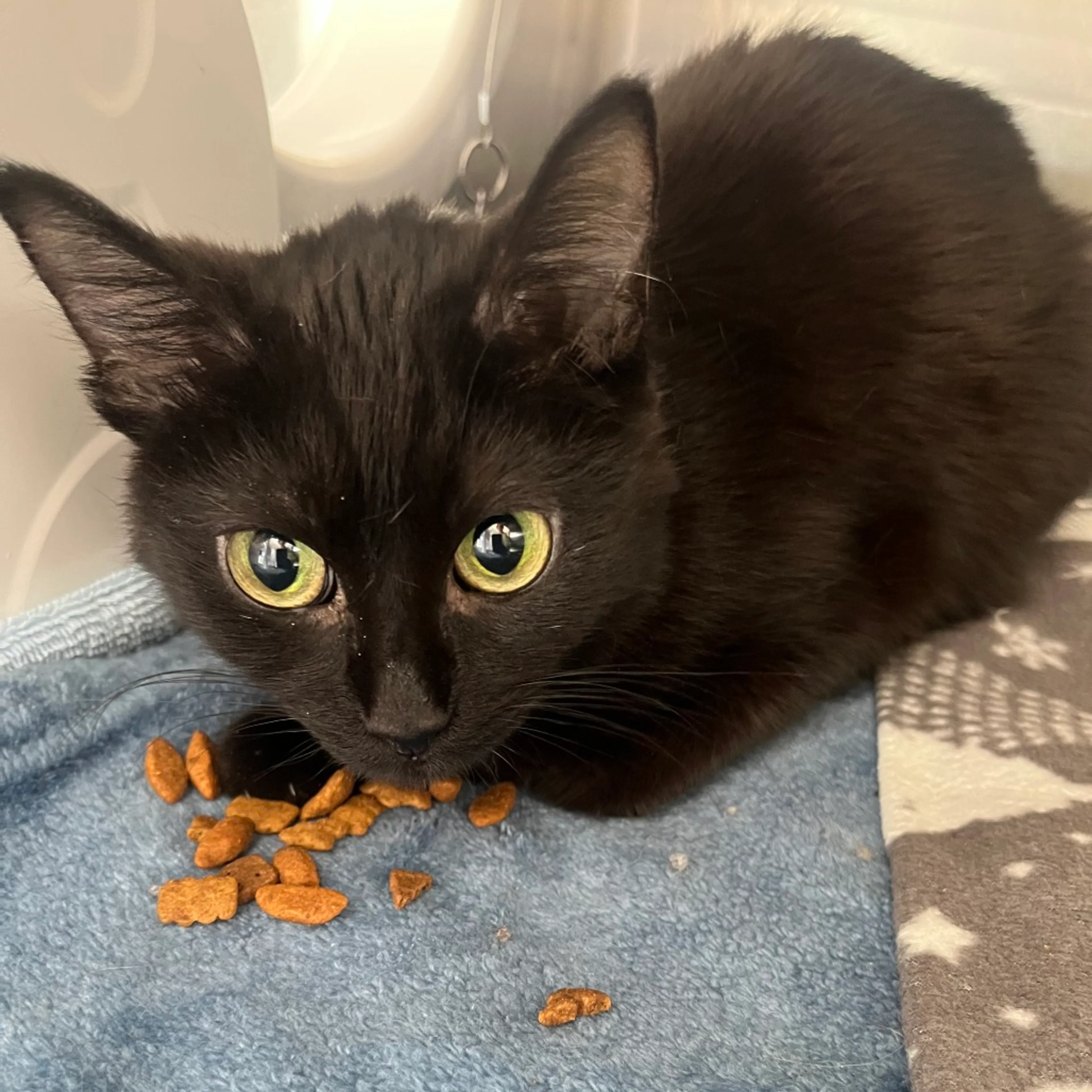 Found pet