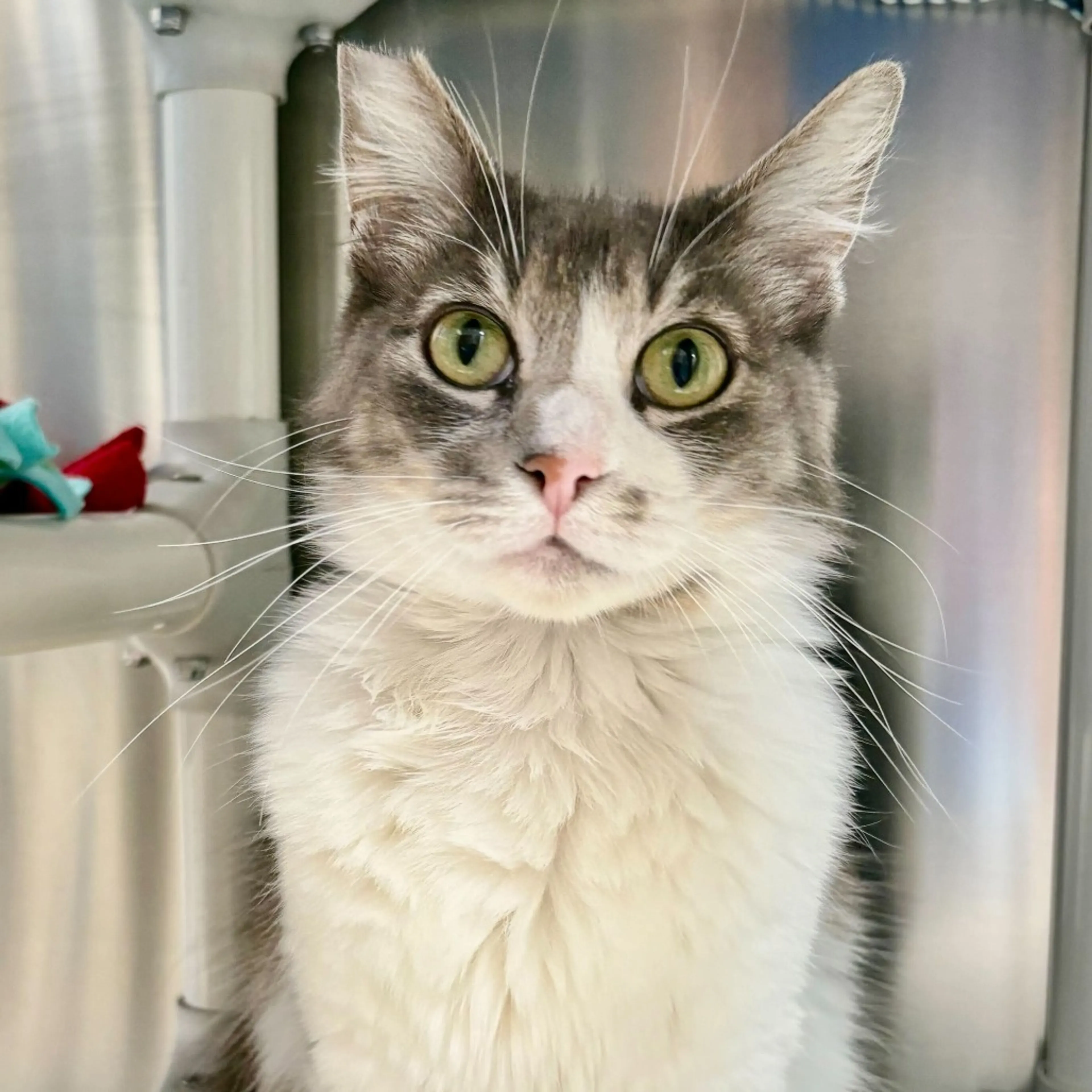 Found pet-4
